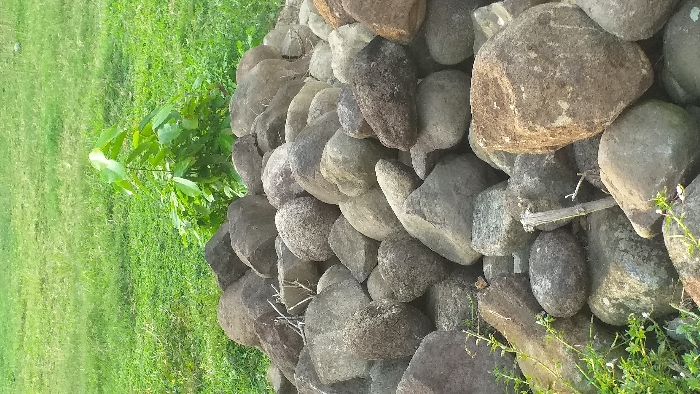 The image depicts a static outdoor scene in Lamreung, Indonesia, focusing on a substantial, irregular pile of approximately one hundred natural, unworked rocks or boulders. These rocks vary in size, shape, and color, ranging from dark grey to brown and light grey, with some exhibiting minor surface discoloration or light-colored patches, possibly lichen. Interspersed among the rocks are a few dry, thin branches or twigs. Directly behind the rock pile, slightly to the left of the vertical center, a small, vibrant green leafy plant or sapling stands upright. The background consists entirely of a uniformly green, low-cut grassy area, indicating an open field or lawn. No people, animals, or man-made structures are visible. The lighting suggests daylight, with some areas of the rocks illuminated, casting subtle shadows.