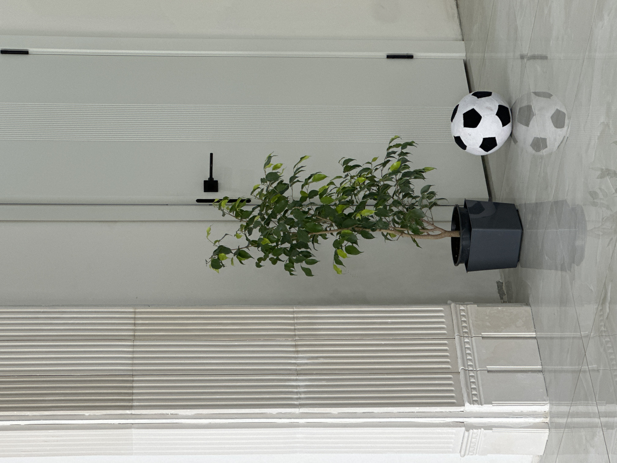 The image shows a room with a white wall and tiled floor. Against the wall is a plant in a gray pot. Next to the plant is a soccer ball, with its reflection visible on the tiled floor. The wall has horizontal lines and a black object, possibly a door handle or fixture. The location is unknown.
