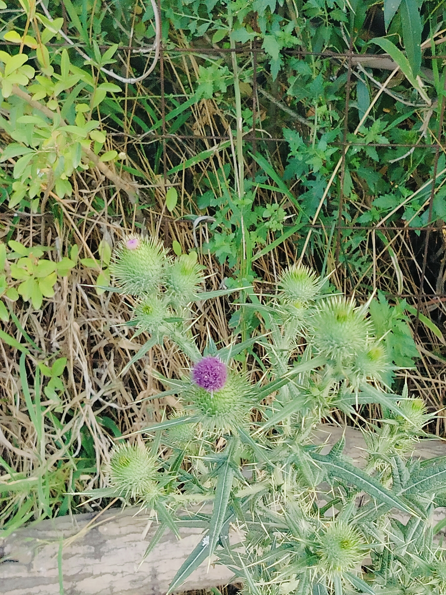 This is a close-up, eye-level, outdoor, full shot of a thistle plant with spiky green buds and one purple flower. The thistle is in the foreground and dominates the frame. The plant has large, spiky green buds, some of which are topped with small, pink or purple flowers. The leaves are also spiky and green. In the background, there is a rusty wire fence, dried grass, and green foliage. There are no people or animals present in the image. The scene appears to be a natural or semi-natural setting, possibly a roadside or undeveloped area within the city of Көлкент, Kazakhstan.