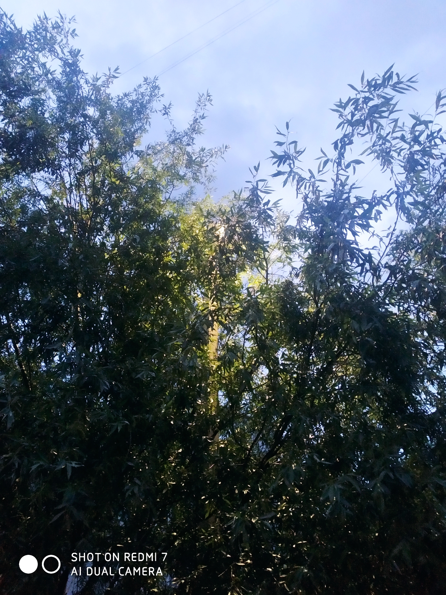 The image shows a view looking up through trees towards a blue sky with some clouds. The trees have small, elongated leaves, and the branches are dense. There are power lines visible against the sky. The image includes a watermark indicating it was taken with a Redmi 7 AI Dual Camera. The specific location in Chaikovsky, Russia is not ascertainable from the visual information provided.