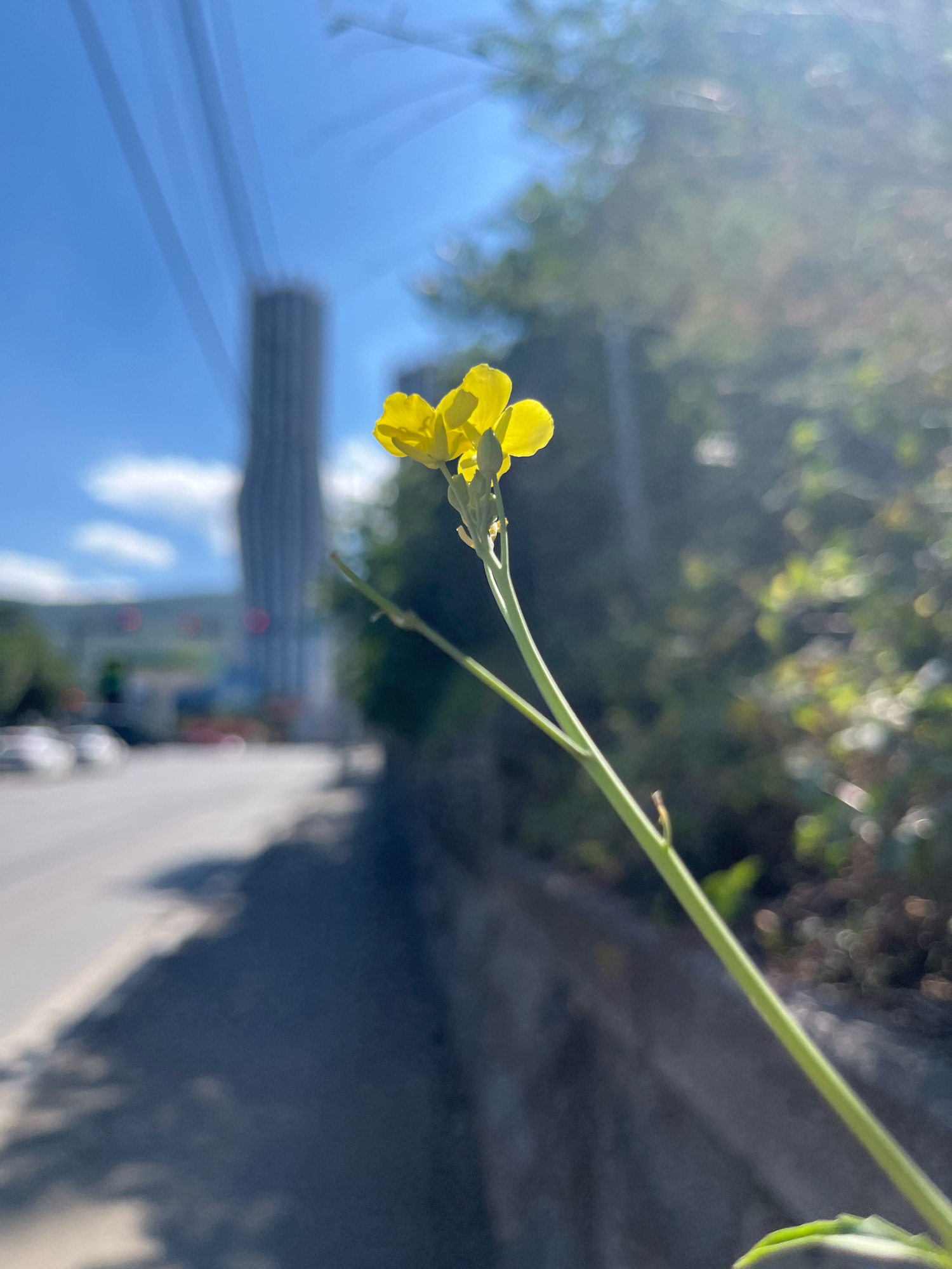 A single yellow flower is in sharp focus in the foreground, its delicate petals catching the sunlight. The stem of the flower is long and green, leaning diagonally across the frame. In the background, a blurred cityscape unfolds under a bright blue sky. A tall, cylindrical building, possibly a skyscraper, is visible in the distance, its dark facade contrasting with the clear sky. Power lines stretch across the upper portion of the image, also slightly blurred. To the right of the flower, a dense green bush or tree line is out of focus, with bright, bokeh-like highlights suggesting dappled sunlight. To the left of the flower, a road is visible, with faint shapes of cars and traffic lights in the distance, indicating an urban environment. The overall impression is a snapshot of nature juxtaposed with the urban landscape of Tbilisi, Georgia, captured on a sunny day.