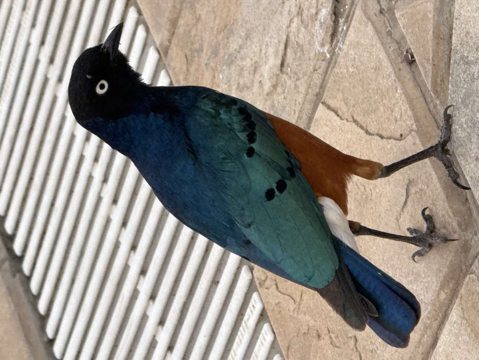 A Superb Starling (*Lamprotornis superbus*) stands on a light-colored paved surface, viewed from a slightly elevated angle. The bird's head, throat, and upper chest are black. Its eyes are distinctly white with black pupils. The back and wings display iridescent blue-green plumage, with several distinct black spots visible on the wing coverts. A clean white band separates the iridescent blue-green from the rufous orange-brown plumage covering its lower breast and belly. The tail feathers are dark blue to black. The bird's dark, scaly legs and feet are visible, firmly gripping the textured paving stones. In the background, a white, slatted grate, consistent with a drainage or pool overflow system, runs horizontally and slightly diagonally. The scene is located in Sinoni, Tanzania.