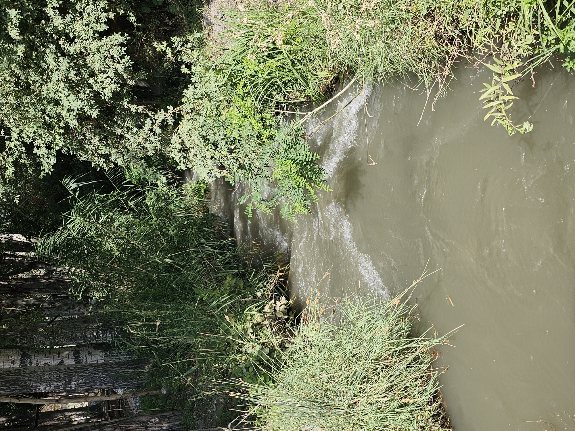 The image shows a narrow, murky stream flowing through a lush green environment. The stream is bordered by dense vegetation, including tall grasses, reeds, and leafy bushes, with trees forming a backdrop on the left and right sides of the frame. The water has ripples and small waves, suggesting a moderate current. Sunlight filters through the foliage, creating dappled light and shadows on the water and surrounding plants. The overall scene is natural and appears to be an outdoor setting, likely a park or a natural area within a settlement. The mention of Özgön, Kyrgyzstan, indicates this scene is located in that city. There are no people or animals visible in the image.