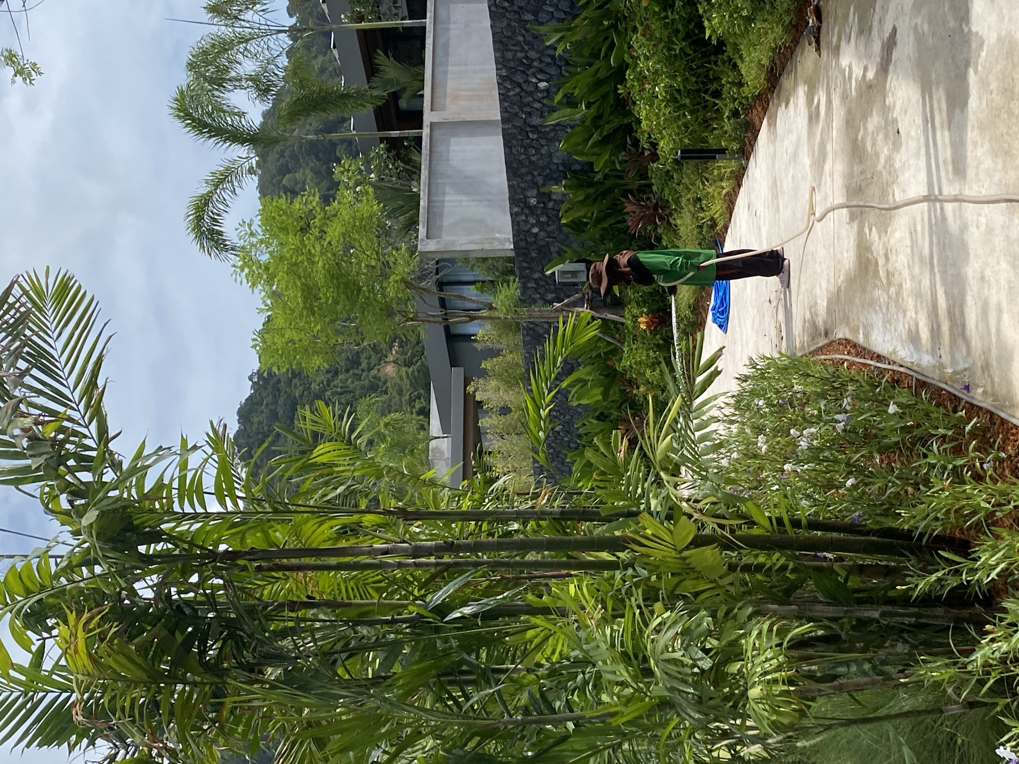 The scene is a garden or landscaped area, potentially near or within a building complex, with the backdrop of a mountain in Choeng Thale, Thailand. The foreground features dense greenery, including what appears to be bamboo and other tropical foliage. A person is watering a paved area with a hose. The path is bordered by flower beds mulched with what appears to be bark or wood chips. A building with concrete and stone elements sits amidst the foliage. The weather seems clear, given the visibility of the sky and the mountain in the distance.