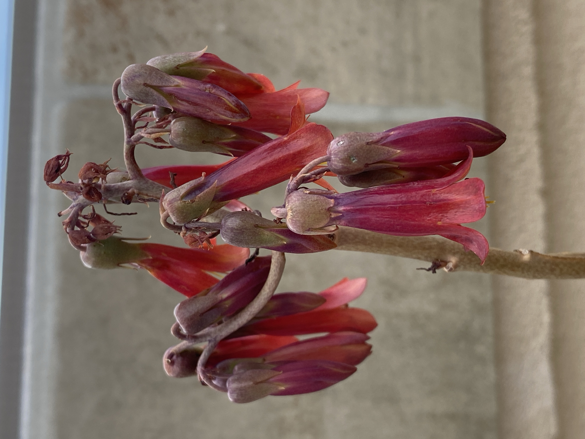 A close-up, vertical photograph depicts a Kalanchoe plant, possibly *Kalanchoe fedtschenkoi*, in bloom. The central subject is an inflorescence composed of numerous bell-shaped flowers and buds suspended from a light brown, branching stem. The flowers display a spectrum of colors: deep fuchsia and red on the interior of open blooms, transitioning to purplish-green, reddish-purple, and olive-gray on the exterior of buds and partially opened flowers. Several dried, brown flower remnants are present at the upper section of the inflorescence. The background features a blurred, light beige concrete wall exhibiting horizontal lines, topped by a narrow, out-of-focus strip of pale blue sky. The scene is illuminated by natural light. This outdoor botanical detail is located within the city of Budva, Montenegro.