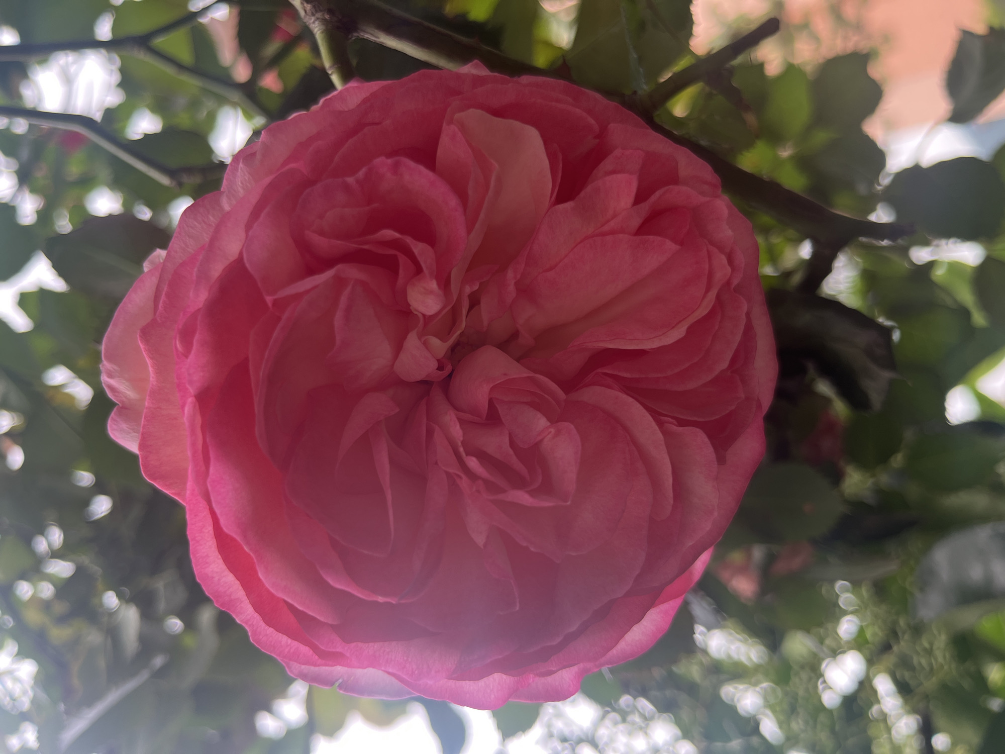 A close-up, low-angle shot shows a pink rose in full bloom hanging from a branch. The rose is the main subject, with numerous petals tightly layered, displaying a gradient of pink hues. The branch, along with green leaves, is visible in the background, contributing to the natural setting. Light passes through the foliage, creating a soft bokeh effect in the background. The location is the city of Unknown, Unknown. No people or interactions are present in the scene.