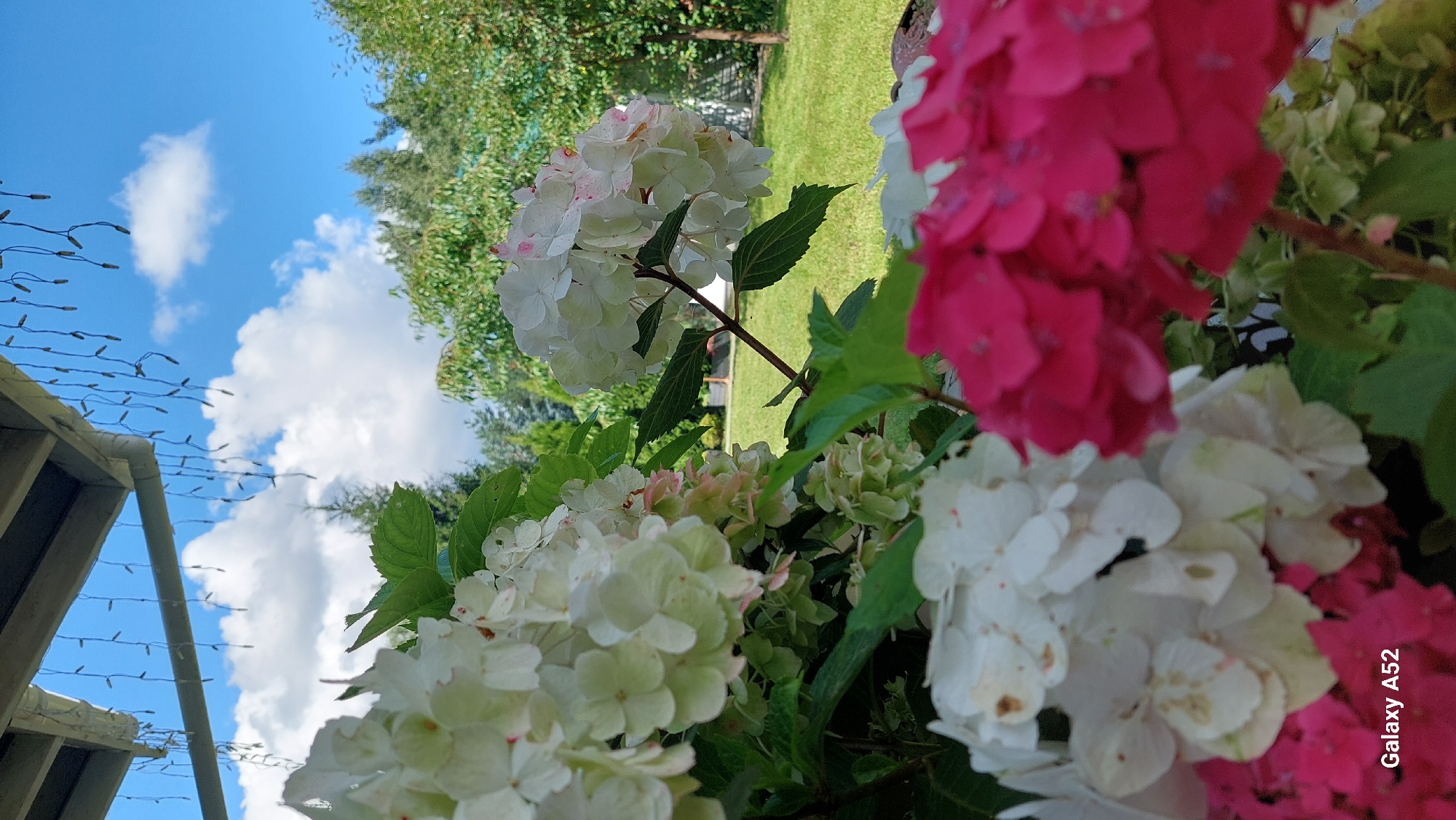 A close-up outdoor shot shows a cluster of hydrangeas in bloom. The flowers are a mix of white and pink, with lush green leaves. In the background, a manicured lawn and trees are visible under a bright blue sky with fluffy white clouds. A wooden overhang with decorative string lights is visible in the upper left corner of the frame. The overall scene suggests a residential garden setting. This photograph was taken in Zhavoronki, Russia.