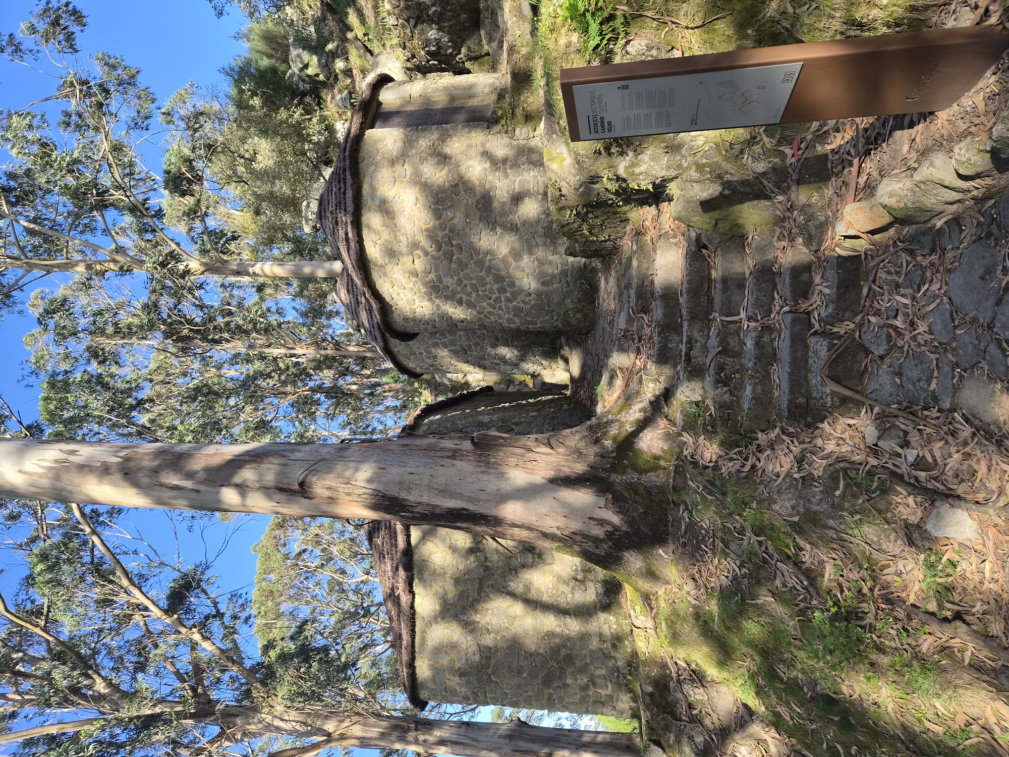 The image depicts two stone constructions, possibly old watermills or storage buildings, along a stone staircase. A sign with the text "SETOR CVI (SECTOR CVI) CAMINHO OLD PATH - VELHA" is visible near the stairs. Trees with smooth, pale bark are prominent in the foreground and background. The location is likely in Esposende, Portugal, given the Portuguese text on the sign. The time of day is likely daytime, judging by the sunlit scene. There are no people visible in the image. The environment appears to be a wooded area alongside the stone constructions. The leaves on the ground suggest it might be autumn.