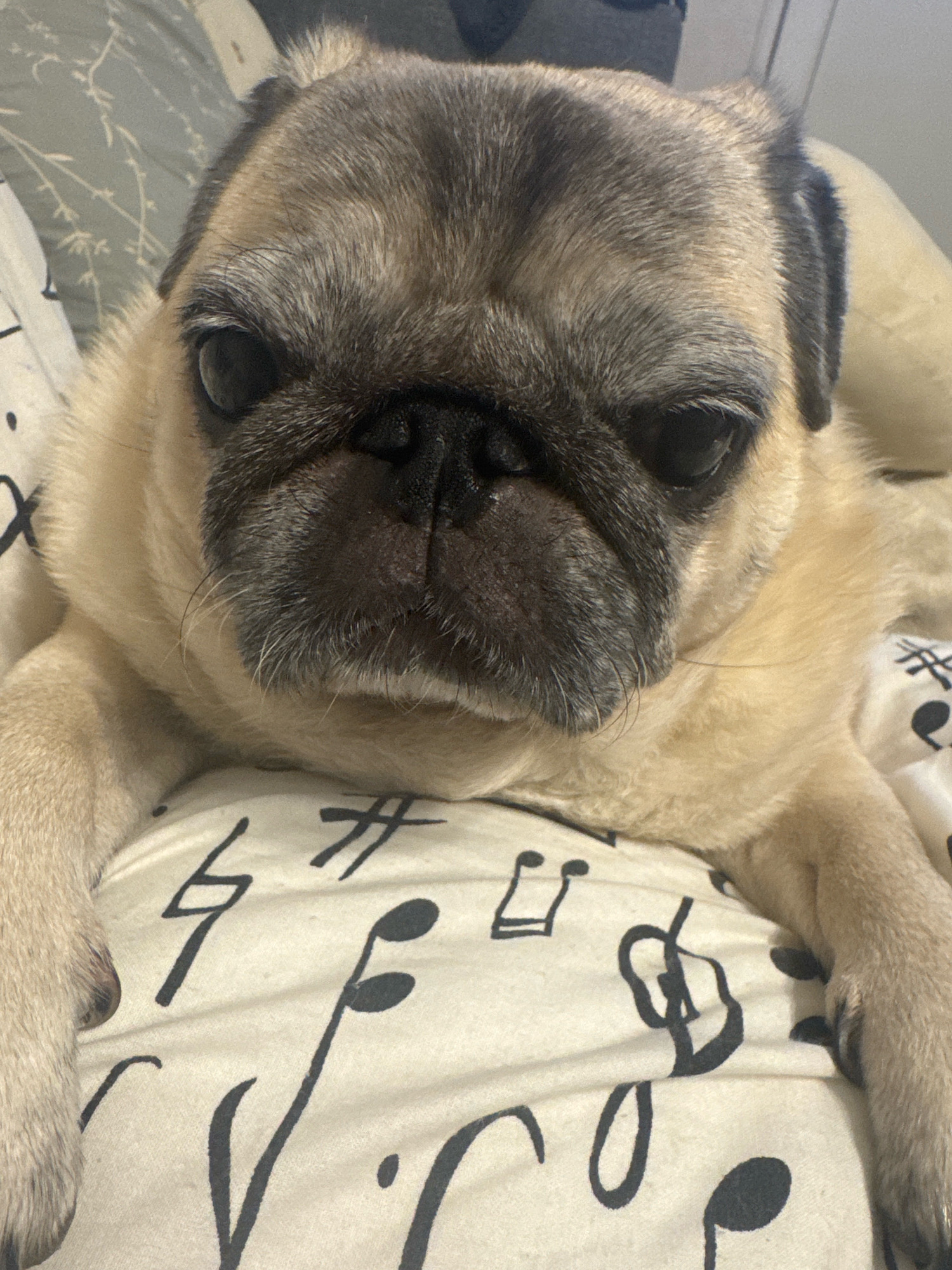 A close-up, eye-level shot shows a fawn-colored pug lying on a patterned surface, possibly a blanket or pillow, decorated with musical notes. The pug's face fills most of the frame. Its dark, expressive eyes gaze directly at the camera. The dog's muzzle is dark brown, with wrinkled skin characteristic of the breed. Its ears are dark and folded. The background includes blurry elements of bedding. The overall impression is one of a pet resting comfortably.