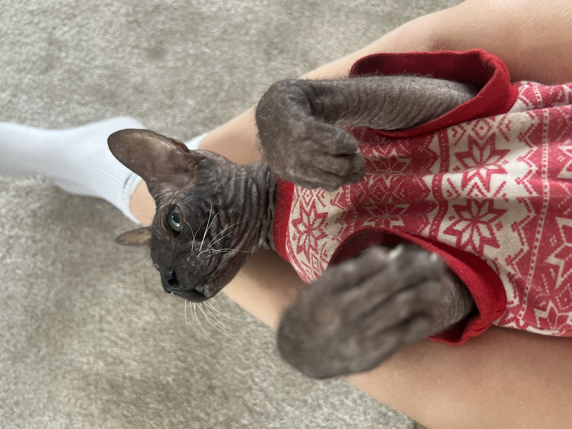 A hairless gray cat with green eyes lies on a person's lap. The cat is wearing a red and white patterned sweater. The person is wearing a white sock on one foot. The background is a gray carpet. There is no indication this picture was taken in Votkinsk, Russia.