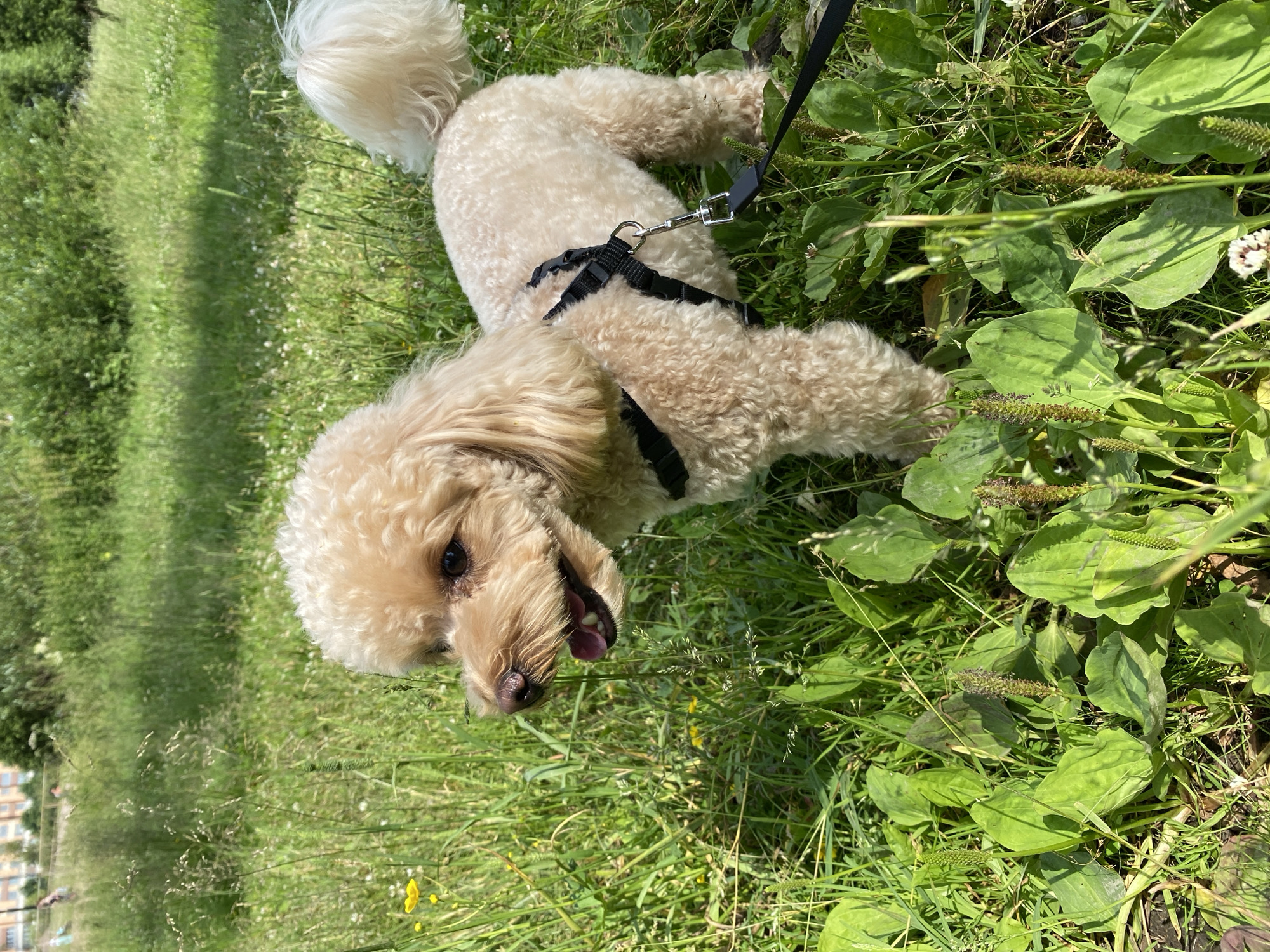 A light brown poodle, wearing a black harness and leash, stands in a grassy area with some plants. The dog is facing left with its mouth slightly open. In the background, there are more green plants and trees, with some buildings visible in the distance. The scene appears to be outdoors, possibly a park or residential area, in Kudrovo, Russia. The lighting suggests it is daytime, likely sunny.