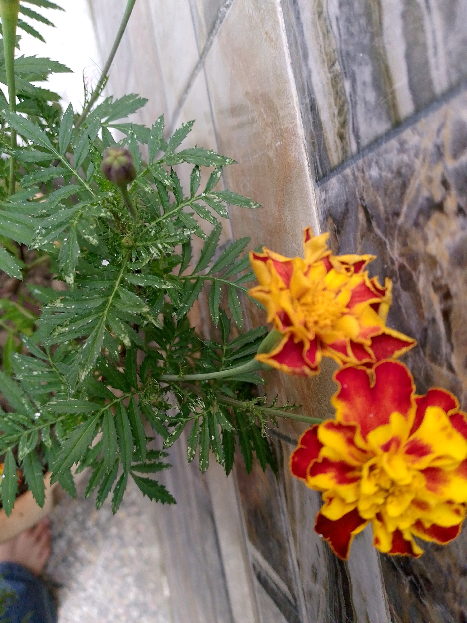 The image displays two marigold flowers with yellow and red petals, positioned in the foreground. One flower is fully bloomed, while the other appears to be a bud. The flowers are part of a plant with green, serrated leaves, some of which show small white specks. The background features a tiled wall with varying shades of brown and grey, and a glimpse of a foot in the lower left corner, suggesting a human presence. The setting is outdoors, possibly a garden or pathway in Dhamtour, Pakistan. The lighting suggests daylight, and there is no visible action or interaction occurring.