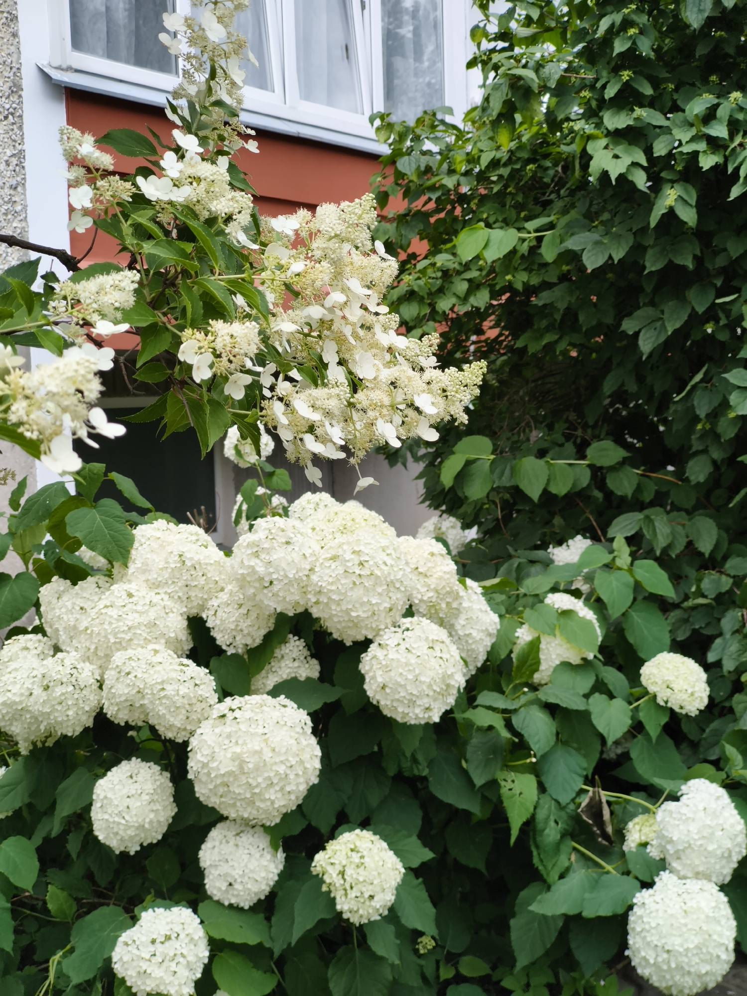 In Tallinn, Estonia, an outdoor scene features a close-up view of white hydrangeas and green foliage against a building facade. The building has a red lower section and a grey upper section with a white-framed window. The hydrangeas are blooming in large, spherical clusters, with some smaller, more delicate white flowers also visible in the upper part of the frame. The dense green leaves of the hydrangeas and other shrubs form a lush backdrop. The lighting suggests it is daytime, with soft natural light illuminating the flowers and leaves. No people or animals are present in the frame.