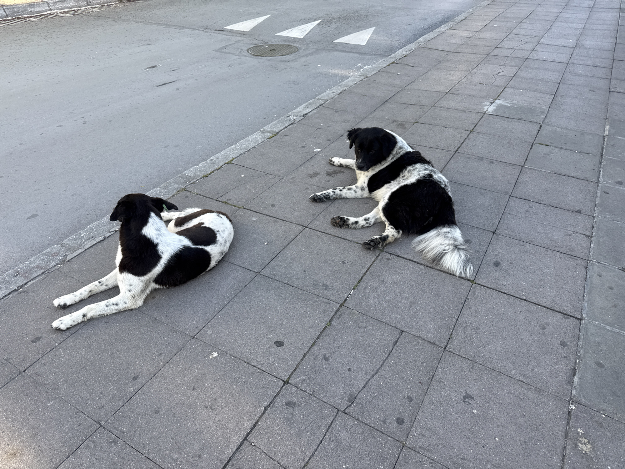 The image shows two black and white dogs lying on a gray tiled sidewalk next to a gray street. In the background, there is a street with three white arrows painted on it and a circular manhole cover. The location appears to be urban, but the specific city is unknown. The dogs are in a relaxed posture, suggesting a tranquil scene. No people are visible in the image.