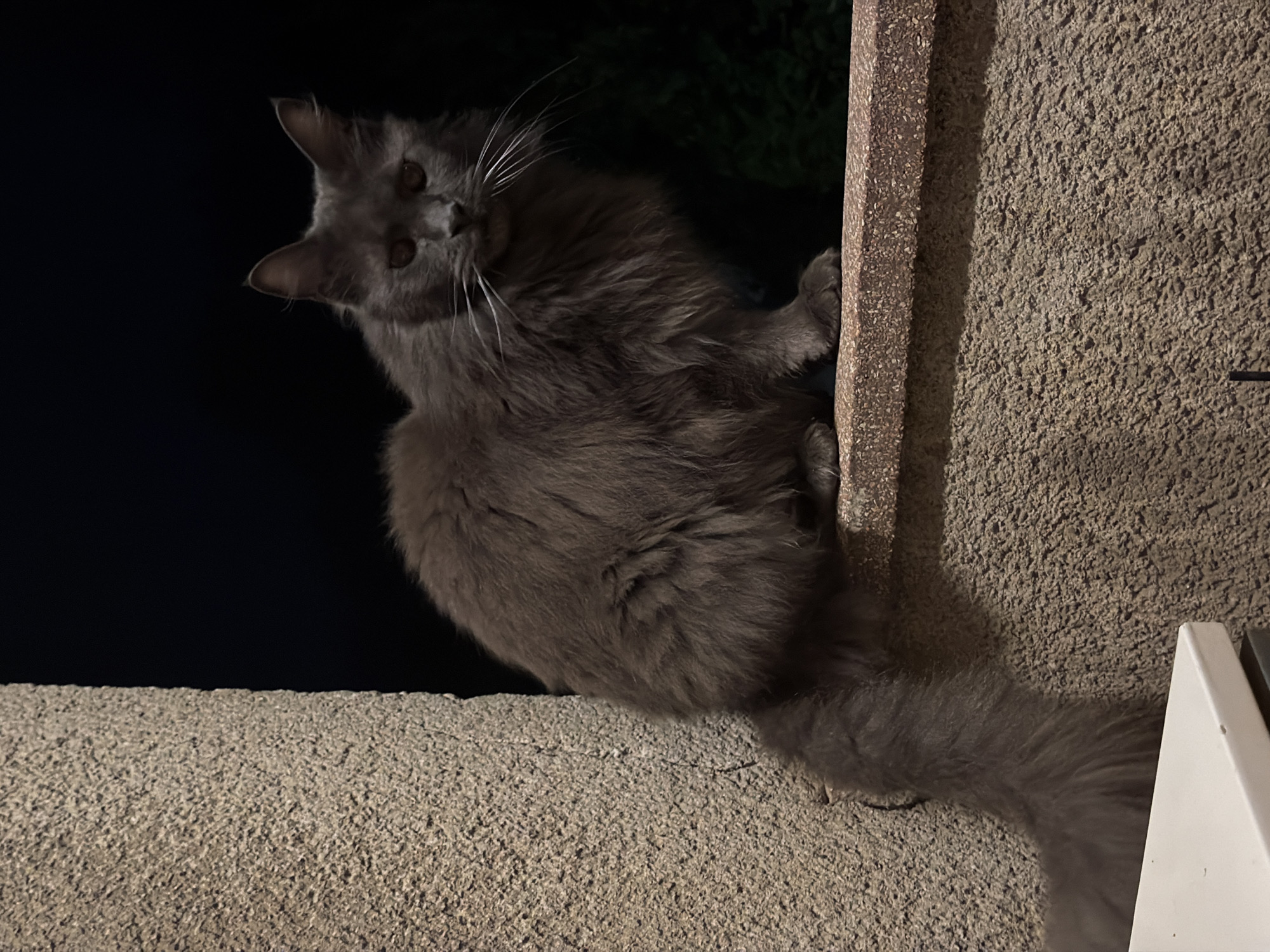 A medium shot shows a fluffy, dark grey cat with white whiskers and amber eyes sitting on a textured, horizontal surface at night. The cat is facing the camera, with its body angled to the left and its tail curled around its left side. To the left of the cat, a rough, textured pillar extends from the bottom of the frame towards the top. Behind the cat, the background is dark and out of focus, with faint green foliage visible on the right. The cat appears to be on a balcony or ledge in a residential area of Esch-sur-Alzette, Luxembourg.