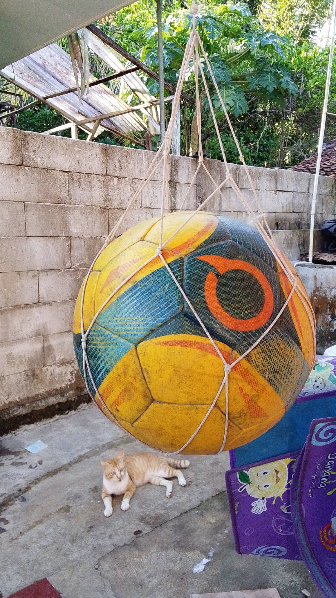In Cintaratu, Indonesia, a large, yellow and teal soccer ball hangs suspended by ropes, appearing to be a makeshift swing or decoration. The ball is partially obscured by a white net. Below the ball, a ginger and white cat is lying on a concrete surface. In the background, a weathered brick wall is visible, and beyond that, lush green foliage and trees suggest an outdoor setting. A portion of a corrugated metal roof structure is also present, adding to the impression of a utilitarian outdoor space. The ground is a mix of concrete and dirt, with some scattered debris. The overall scene appears to be a quiet, possibly rural or semi-rural, environment.