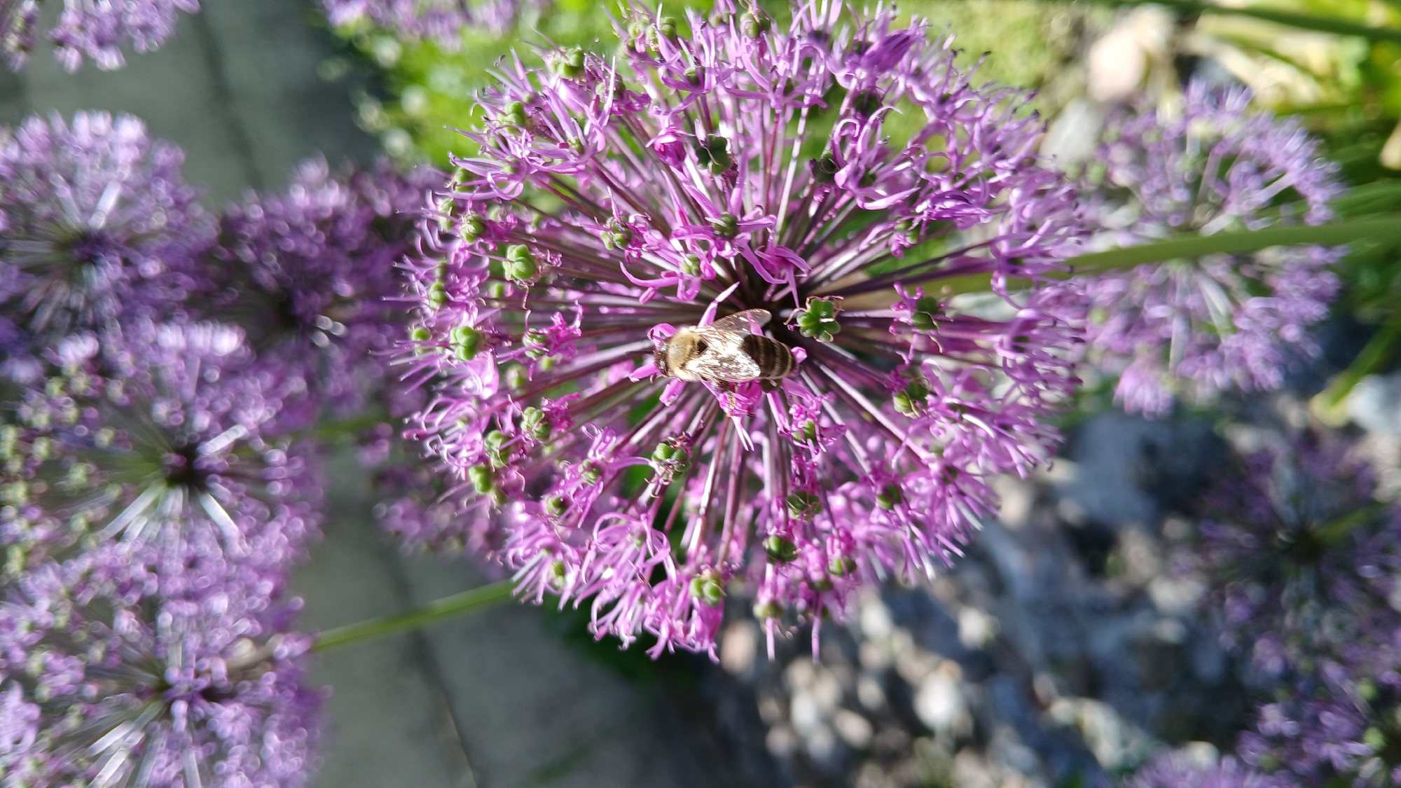 The image shows several purple allium flowers in a garden setting. One flower, centered in the frame, features a bee collecting pollen. The background includes other flowers, foliage, and dappled sunlight on what appears to be a garden path.