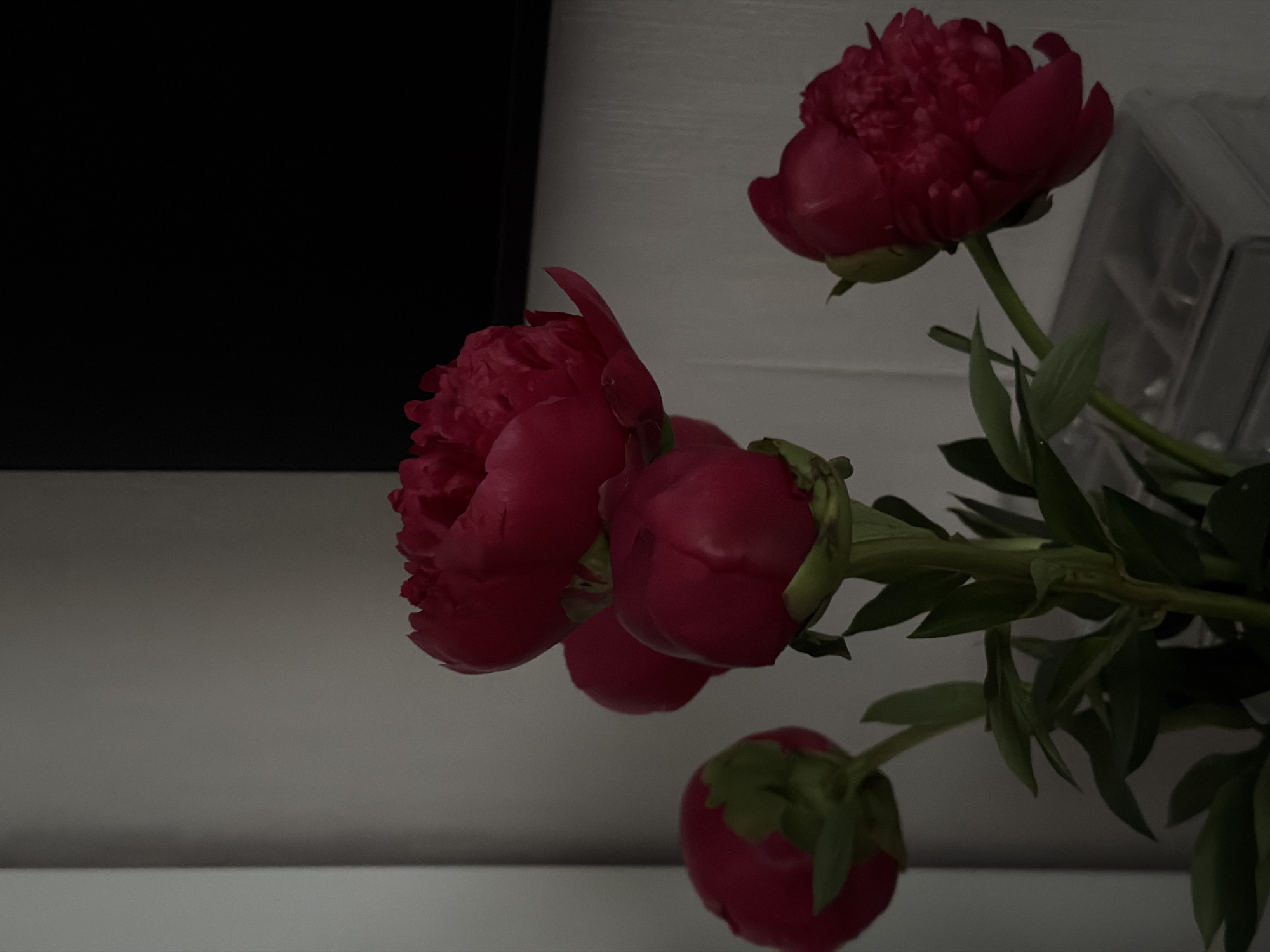 The image shows a close-up of a bouquet of red peonies with green foliage. The flowers are in various stages of bloom, from tight buds to fully opened blossoms. The background is blurry, but appears to be a white surface with a dark shape on the left side. There is no indication of the location being Moscow, Russia.