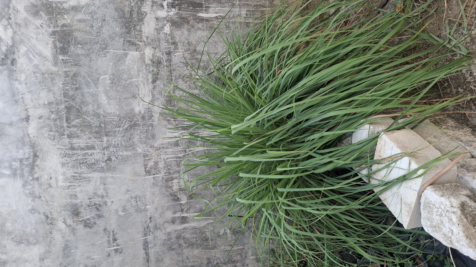 In Ciharashas, Indonesia, a clump of vibrant green lemongrass grows against a weathered, textured concrete wall. The wall exhibits a rough, mottled gray surface with streaks of white and darker gray, suggesting age and exposure to the elements. The lemongrass, with its long, slender leaves, forms a lush mound, some blades arching over a few light-colored, rough-textured concrete blocks stacked near its base. The ground beneath is a mix of dry soil and scattered dry grass. The lighting suggests an overcast day or possibly late afternoon, casting soft shadows. No people are present in the scene.