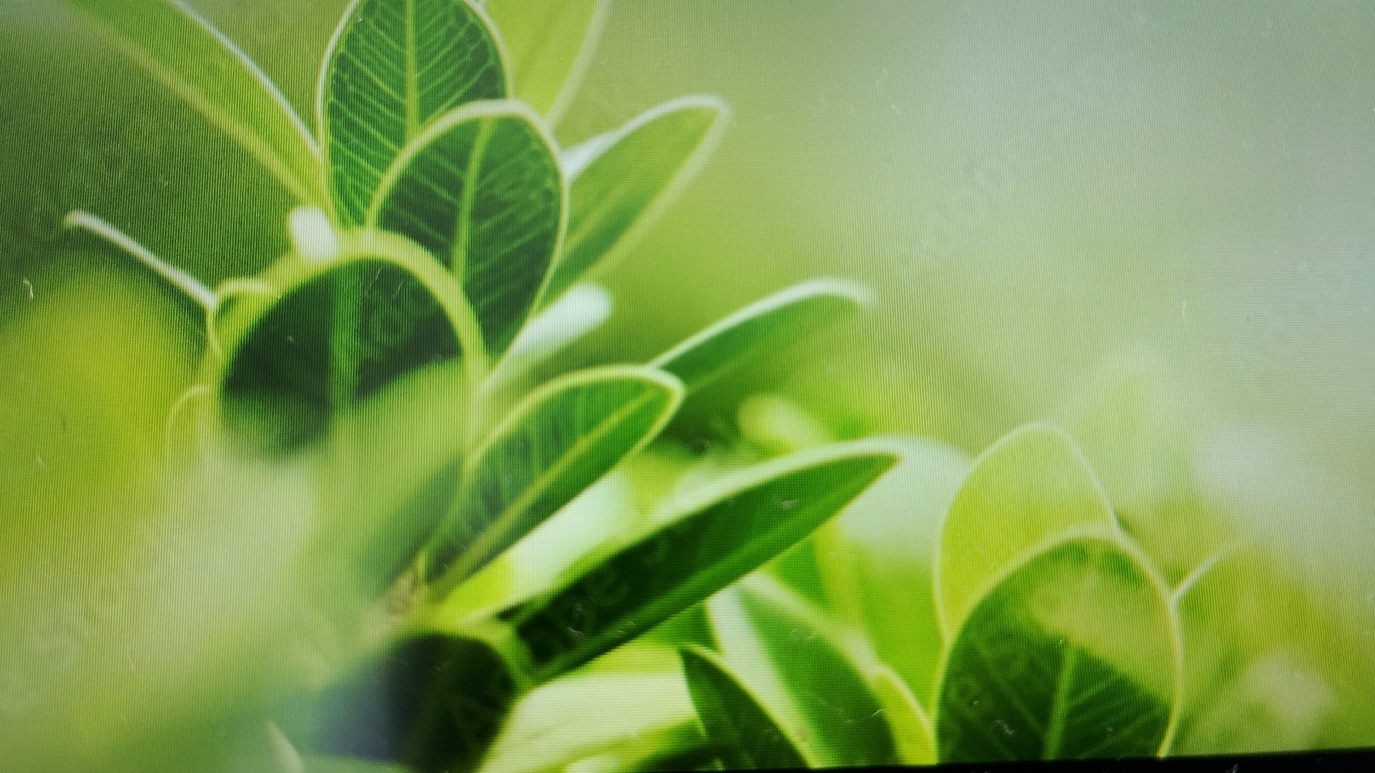 The image displays a close-up view of vibrant green leaves, with a soft, blurred background of lighter green. The focus is on the textures and veins of the leaves, which appear lush and healthy. The lighting suggests a natural, diffused light source, possibly from daylight. There are no people or specific objects that would indicate a particular location within Smolyan, Bulgaria, or any urban setting. The scene is purely botanical and abstract in its presentation.