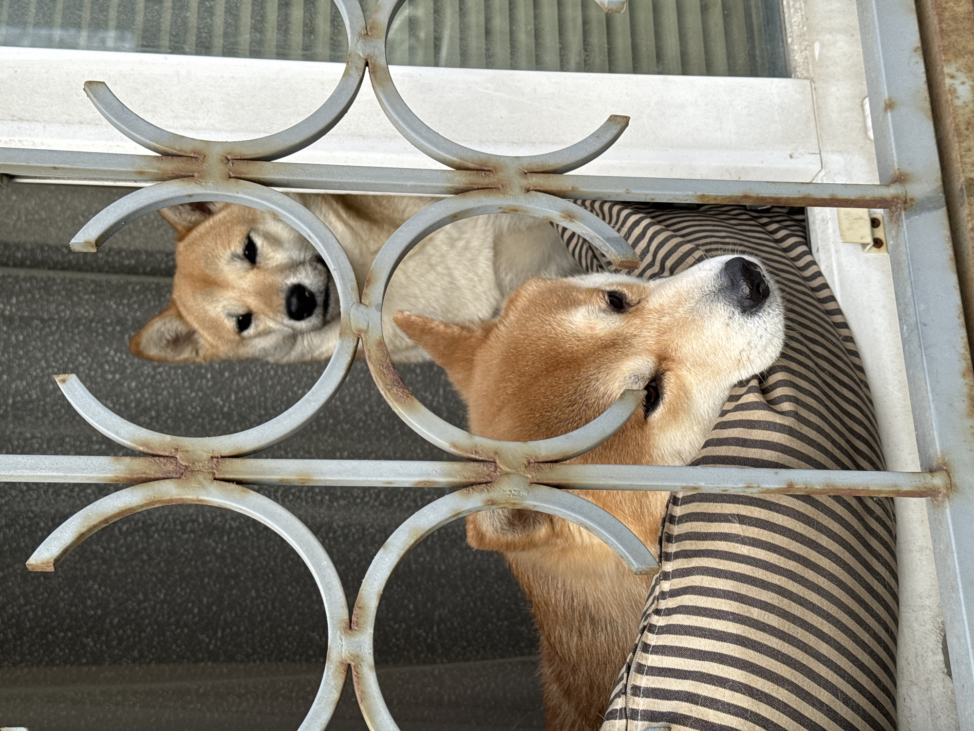 Two Shiba Inu dogs are positioned behind a gray metal gate or barrier with circular designs. One dog is peering through the circular openings, facing the viewer with a direct gaze. The other dog is resting or sitting, partially obscured by a brown and beige striped fabric. The scene appears to be outdoors, with a window behind the barrier. The overall setting and subject matter do not indicate any specific location within the city of Moscow, Russia.