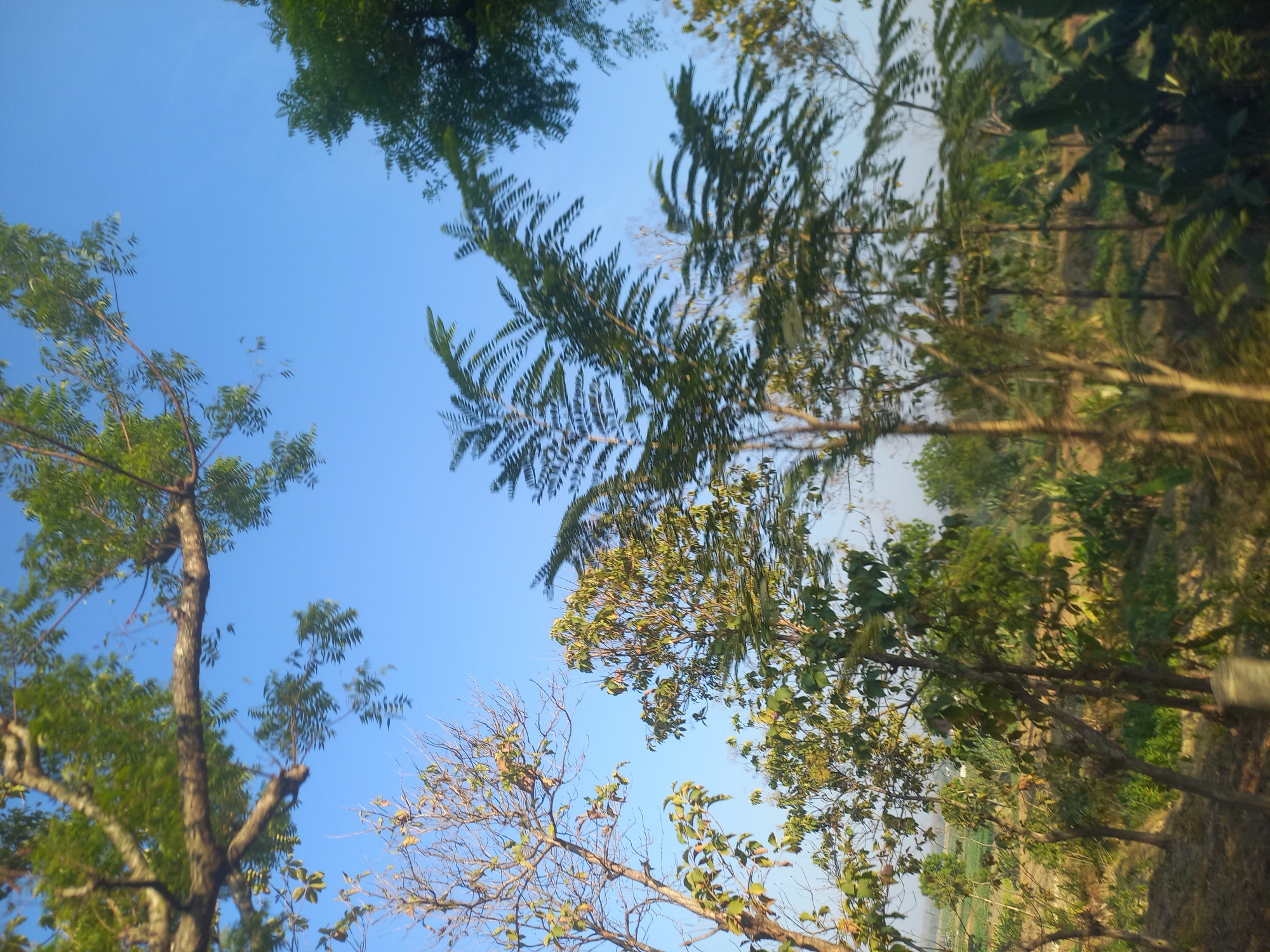 The image shows a view of trees and foliage against a clear blue sky, likely taken from a moving vehicle. In the foreground, branches and leaves of various trees are visible, some with lush green foliage and others with sparser, dry branches. The middle ground features a denser collection of trees and plants, with a hint of agricultural fields or open land in the distance. The overall impression is of a rural or semi-rural setting. Given the context of Kabuh, Indonesia, this scene could depict a roadside view of the local vegetation and landscape.