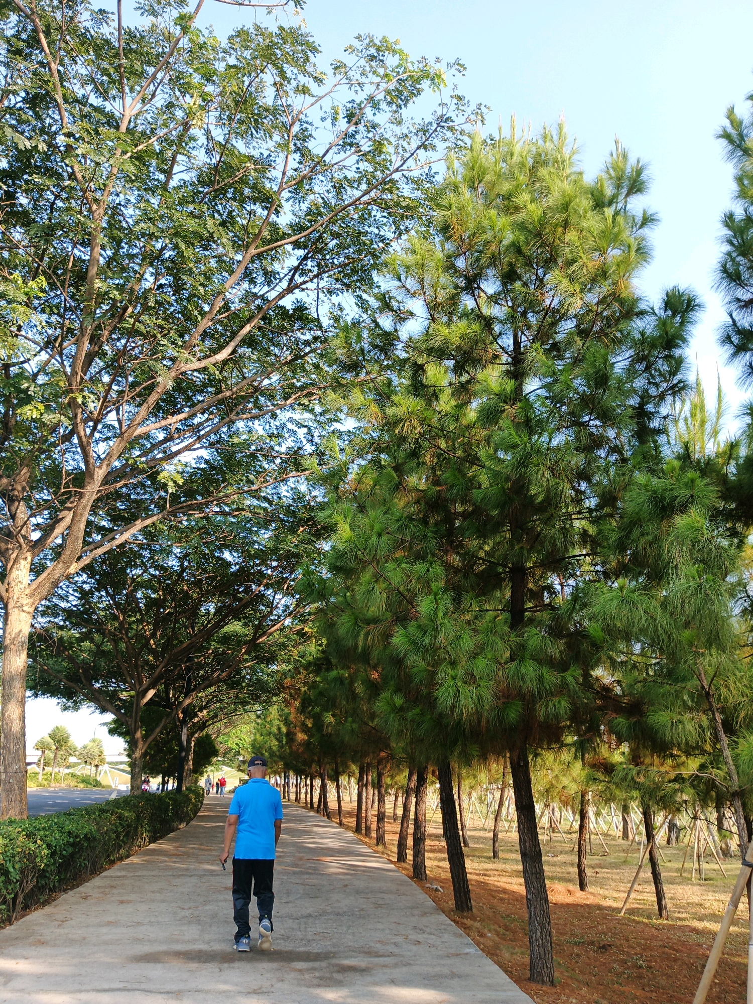 A man in a blue shirt and black pants walks away from the camera on a concrete path lined with trees in a park. The path curves to the left and recedes into the distance. On the left side of the path, there is a manicured hedge and a road with a few distant cars. On the right side of the path, there are rows of pine trees with straw covering the ground beneath them. The sky is clear and blue. The scene appears to be in a park-like setting, possibly a recreational area within Bandung City, Indonesia, given the presence of lush greenery and well-maintained pathways common in urban parks of the region.