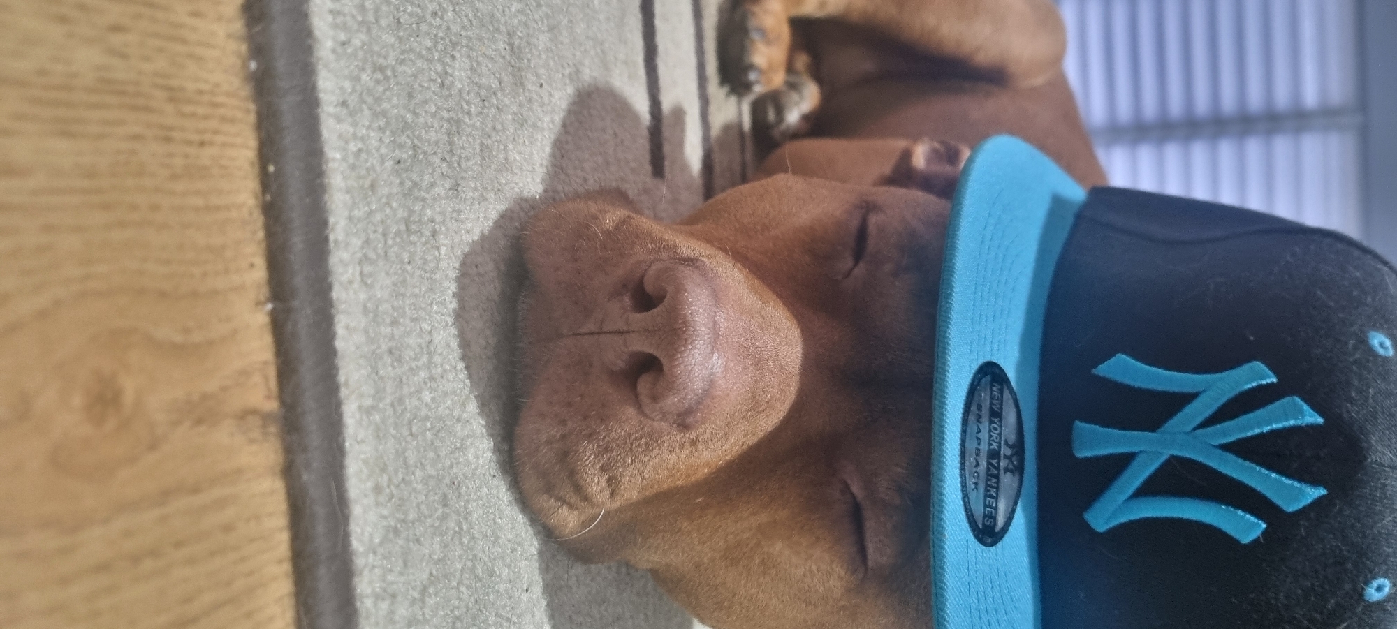 A close-up, rotated view features a brown dog sleeping on a carpet. The dog is wearing a black baseball cap with a light blue New York Yankees logo. The background includes a wooden surface and vertical lines of light, possibly from a window or blinds. The location is Unknown, Unknown.