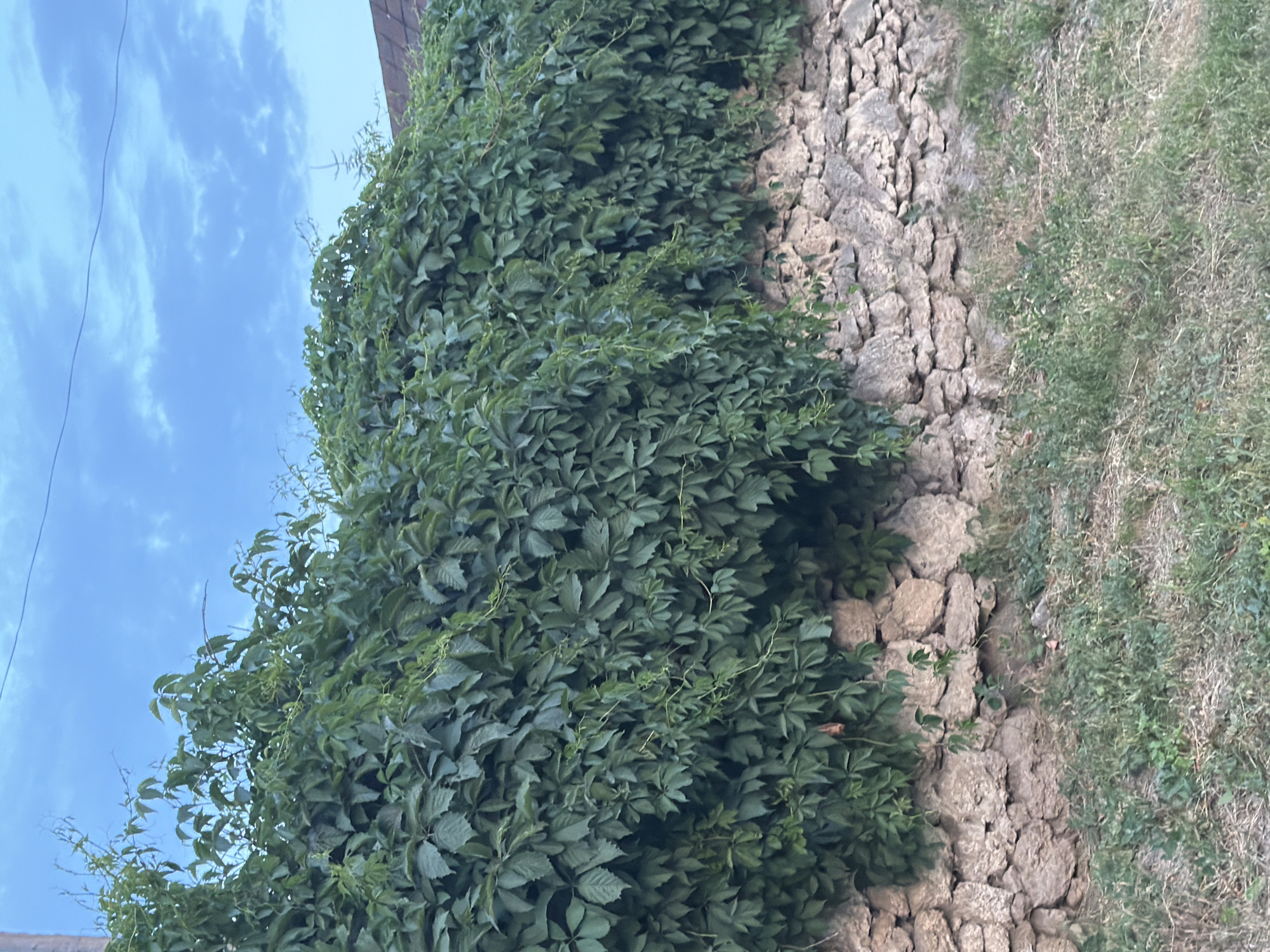A dense wall of green ivy covers the top half of a rough stone wall, which runs horizontally across the frame. The stone wall is made of irregular, light-colored rocks of varying sizes, stacked unevenly. The ivy is thick and lush, with many leaves and some trailing vines. Below the stone wall, there is a patch of dry grass with some greener weeds interspersed. The sky above is a pale blue with scattered, wispy white clouds. A thin, dark wire runs horizontally across the upper portion of the sky. In the upper right corner, a small portion of a dark-colored roofline is visible, suggesting buildings nearby. The overall impression is of a natural scene, possibly in a rural or semi-urban area, with an old stone wall and abundant vegetation.