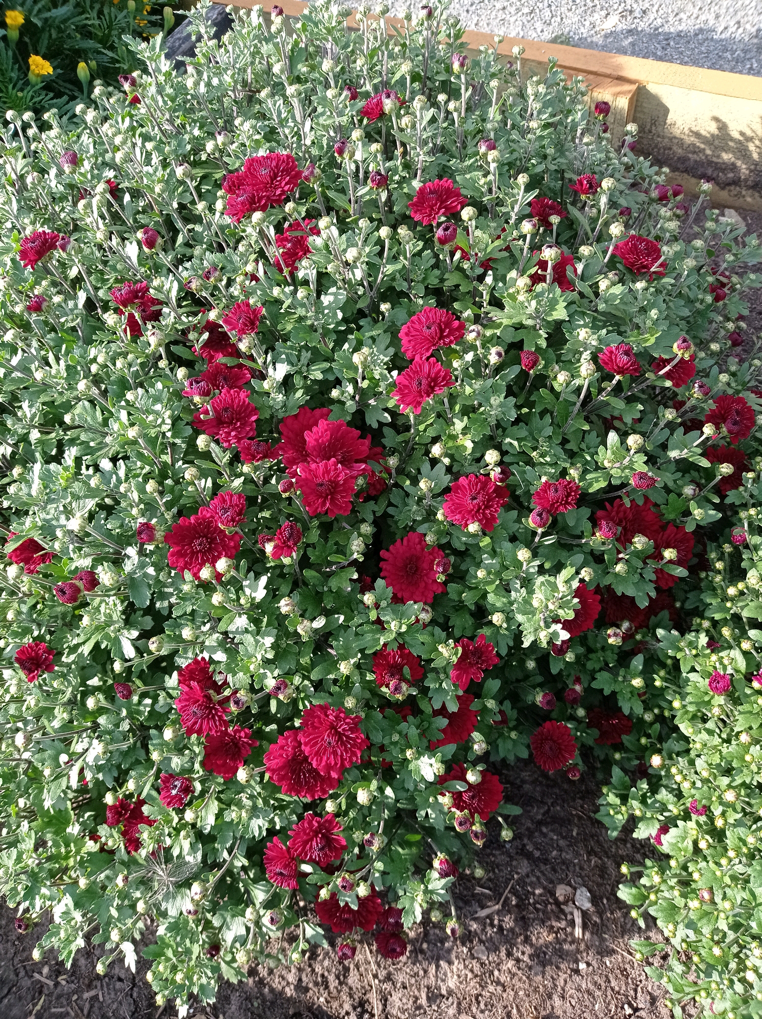 A dense bush of dark red chrysanthemums is shown from a high-angle view. The flowers are in various stages of bloom, with some fully open and others in bud. The leaves are a deep green, and many small, pale green buds are visible throughout the plant. The ground beneath the bush is covered in dark soil and wood chips. In the background, out of focus, are yellow flowers and a wooden border of a planter box. The lighting suggests it is daytime, with shadows indicating the sun is to the left. The scene appears to be in an outdoor garden setting.