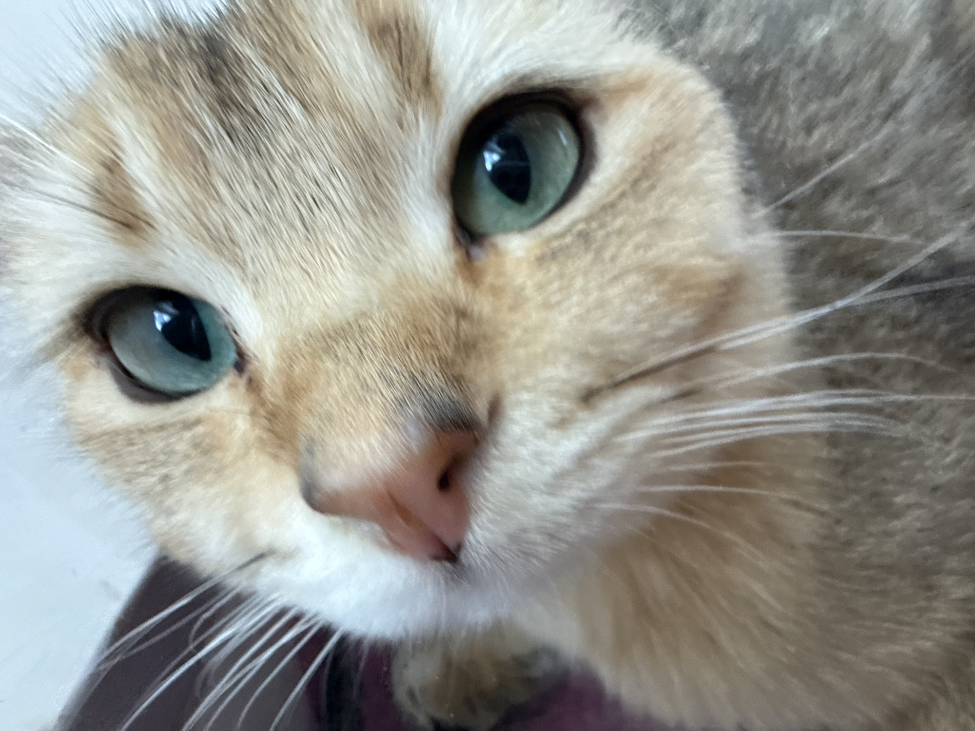 This is a close-up, eye-level shot of a cat's face, taken in Yurukovo, Bulgaria. The cat has striking green eyes and light brown fur with darker tabby markings. Its whiskers are long and white, fanning out from its nose and muzzle. The cat appears to be looking directly at the camera, with a curious and alert expression. The background is softly blurred, suggesting a shallow depth of field and focusing attention entirely on the cat's face. The lighting is soft and natural, hinting at it being daytime. No text is visible in the image.