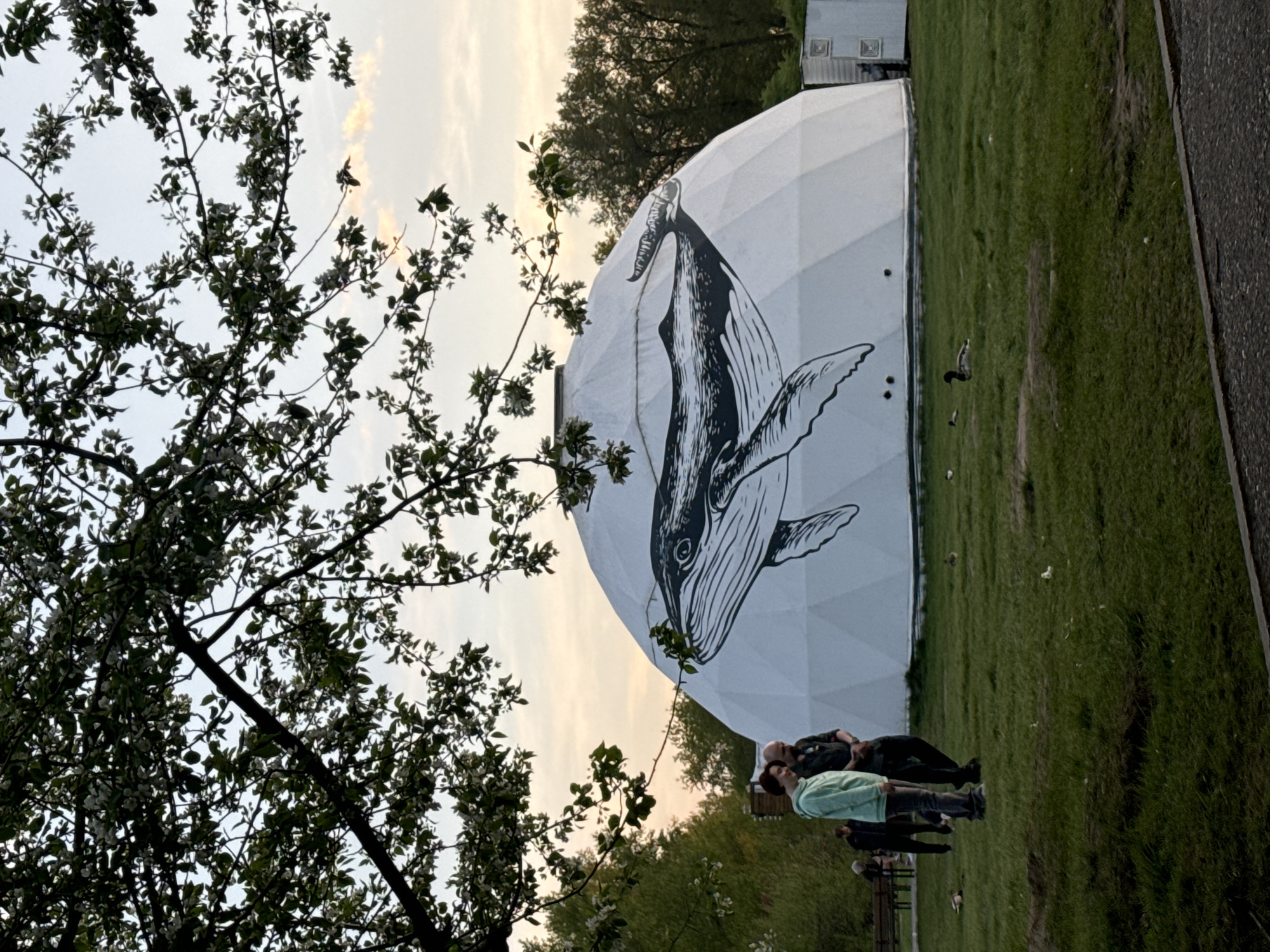 The image depicts a large, white geodesic dome located in Krasnoyarsk, Russia. A black and white painting of a whale adorns the side of the dome. Several people stand near the dome. Lush green grass surrounds the structure. A large tree with white blossoms frames the left side of the image. A small white structure is visible near the dome. The sky is overcast, suggesting it's dusk or dawn. A paved surface runs along the right edge of the image.
