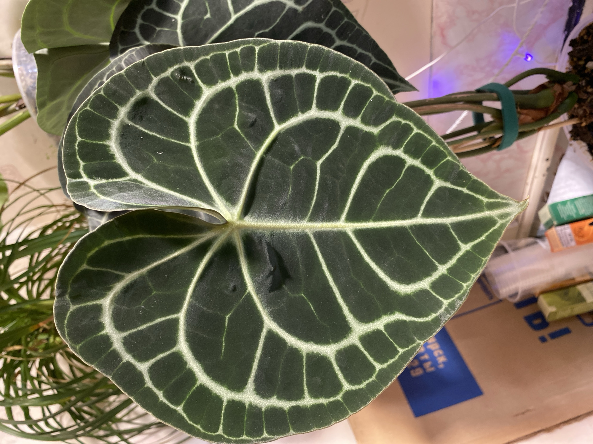 The media file shows a close-up, overhead view of a dark green, heart-shaped leaf with prominent, light green veins. The leaf has a textured, matte surface and is likely from a tropical plant, possibly an Anthurium. Some water droplets are visible on the leaf's surface. Behind the leaf, several stems are visible, bound together by a teal-colored plant tie. These stems lead to a pot containing soil, suggesting the plant is potted. In the background, out of focus, are elements of a domestic setting, including a cardboard box with some text, and what appears to be shelving or a wall. There is also a hint of blue and purple light in the upper right corner, possibly from a grow light or LED illumination. The lighting suggests an indoor environment, likely during the day. The image does not depict any people or animals.
There is visible text on the cardboard box in the background. The text is partially obscured and appears to be in Cyrillic script. Some legible parts include "PACK", "ПЕРЕК", and the number "39". The location context provided is Borovichi, Russia.