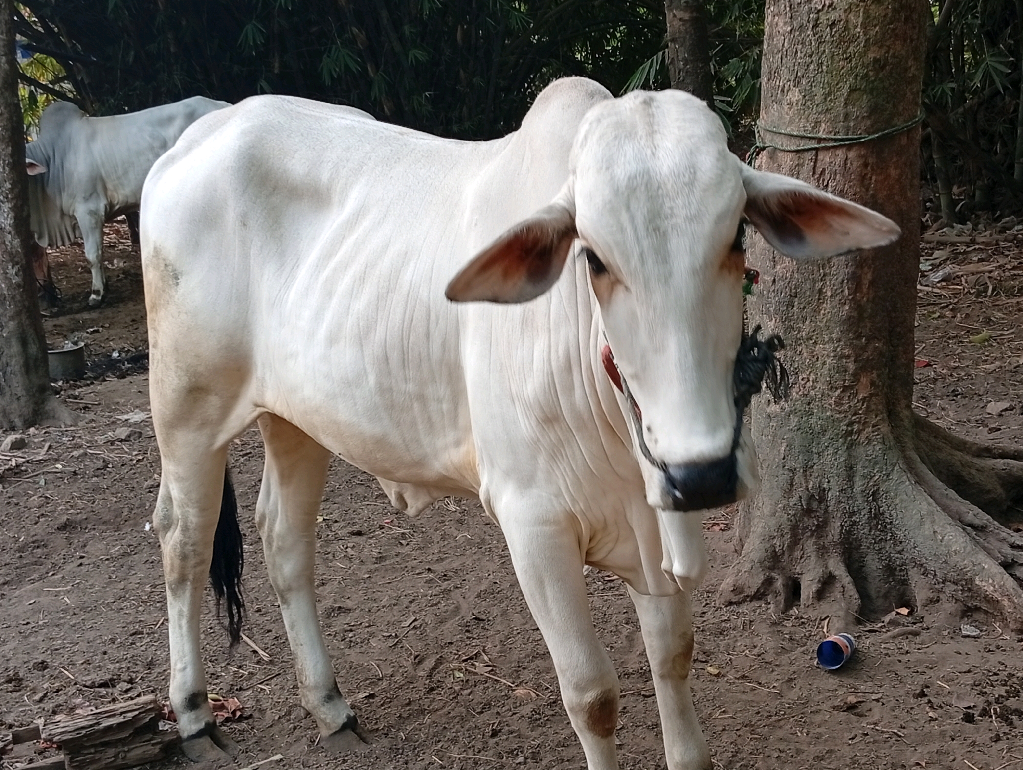 A medium shot shows a light-colored cow standing in a dirt-floored area. The cow is facing right, with its head turned towards the camera. It has large ears and a red collar. Behind the cow, a large tree with exposed roots is visible. In the background, there are more trees and foliage. The ground is covered in dirt, with some scattered leaves and a blue and orange can. Another light-colored cow is partially visible in the background to the left. The scene appears to be outdoors, possibly in a rural setting.