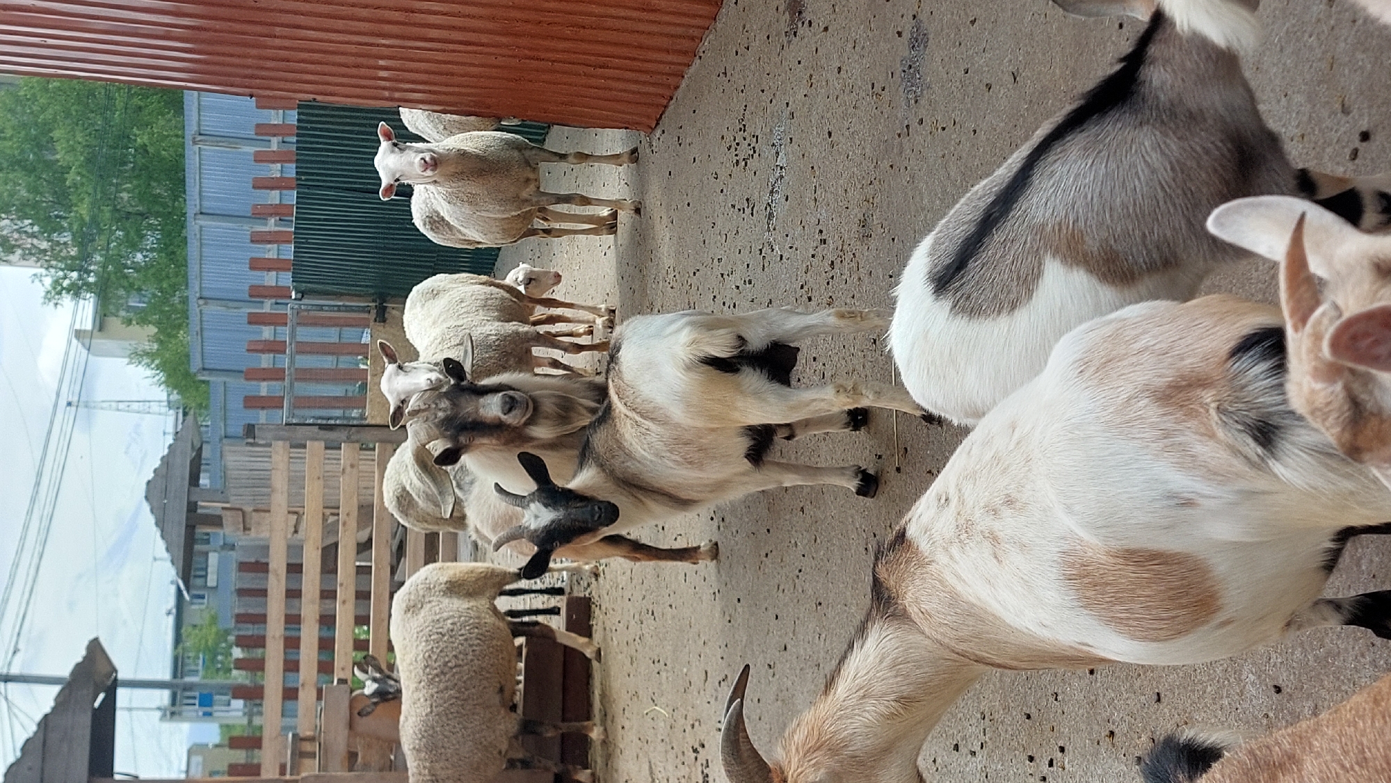 In an outdoor enclosure, several goats and sheep are gathered on a gravel ground. The animals, varying in color from white to brown and black, are standing and milling about. In the background, wooden fences and metal sheeting create the enclosure's perimeter, with some buildings and trees visible beyond. The scene appears to be a farm or petting zoo.