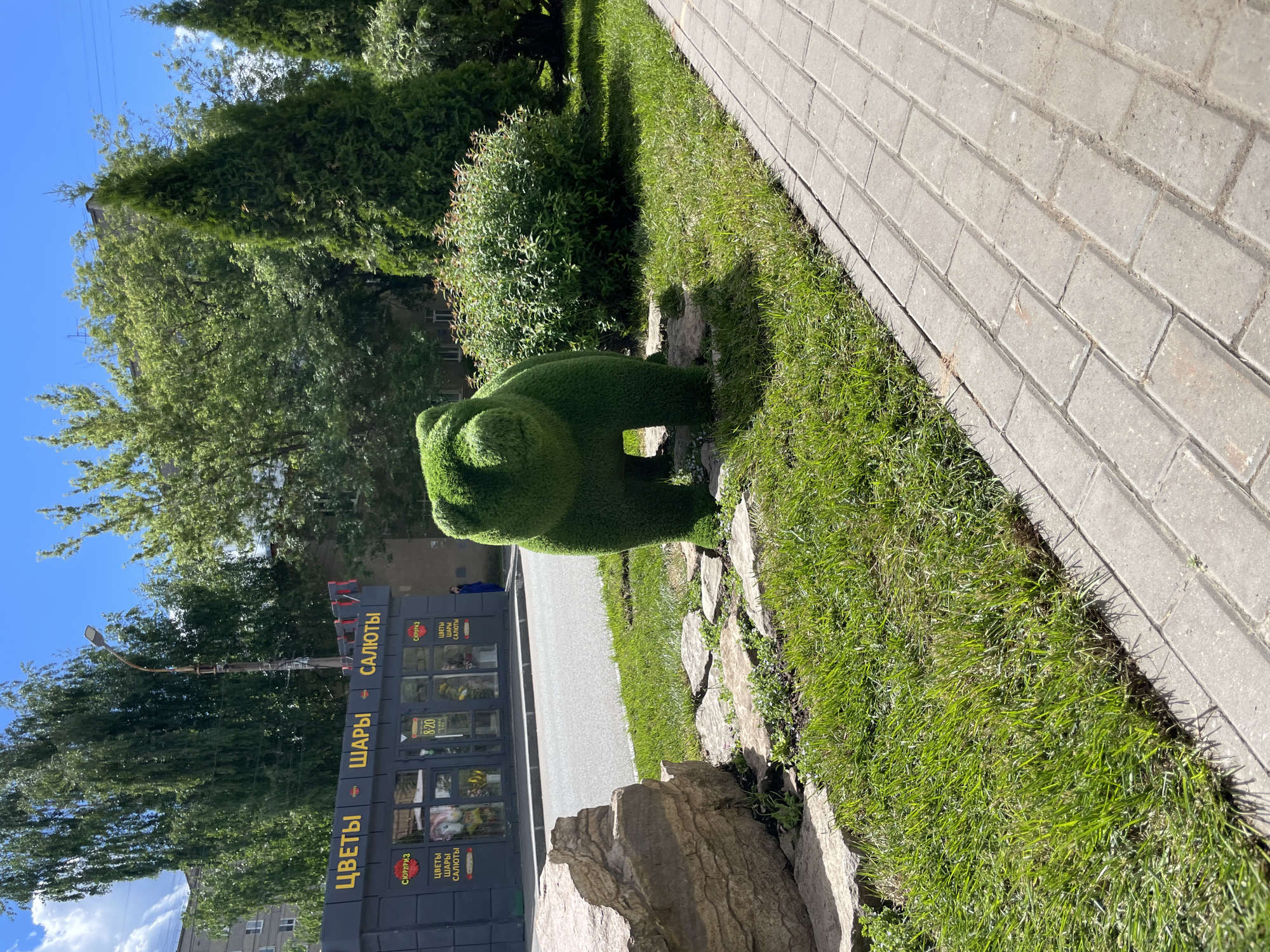 The image shows a sunny outdoor scene. A green topiary in the shape of a bear sits on a grassy area next to a sidewalk paved with rectangular stones. The topiary is well-maintained and appears to be made of dense foliage. Behind the topiary is a road and a building with a black and yellow sign that reads "Цветы Шары Салюты" (Flowers Balloons Fireworks) in Russian. This suggests the location is in Izhevsk, Russia, as the sign's text indicates products related to celebrations commonly found in cities. There are trees and bushes in the background, and a lamppost is visible to the left. The sky is blue with no visible clouds. No people are clearly visible in the foreground.
