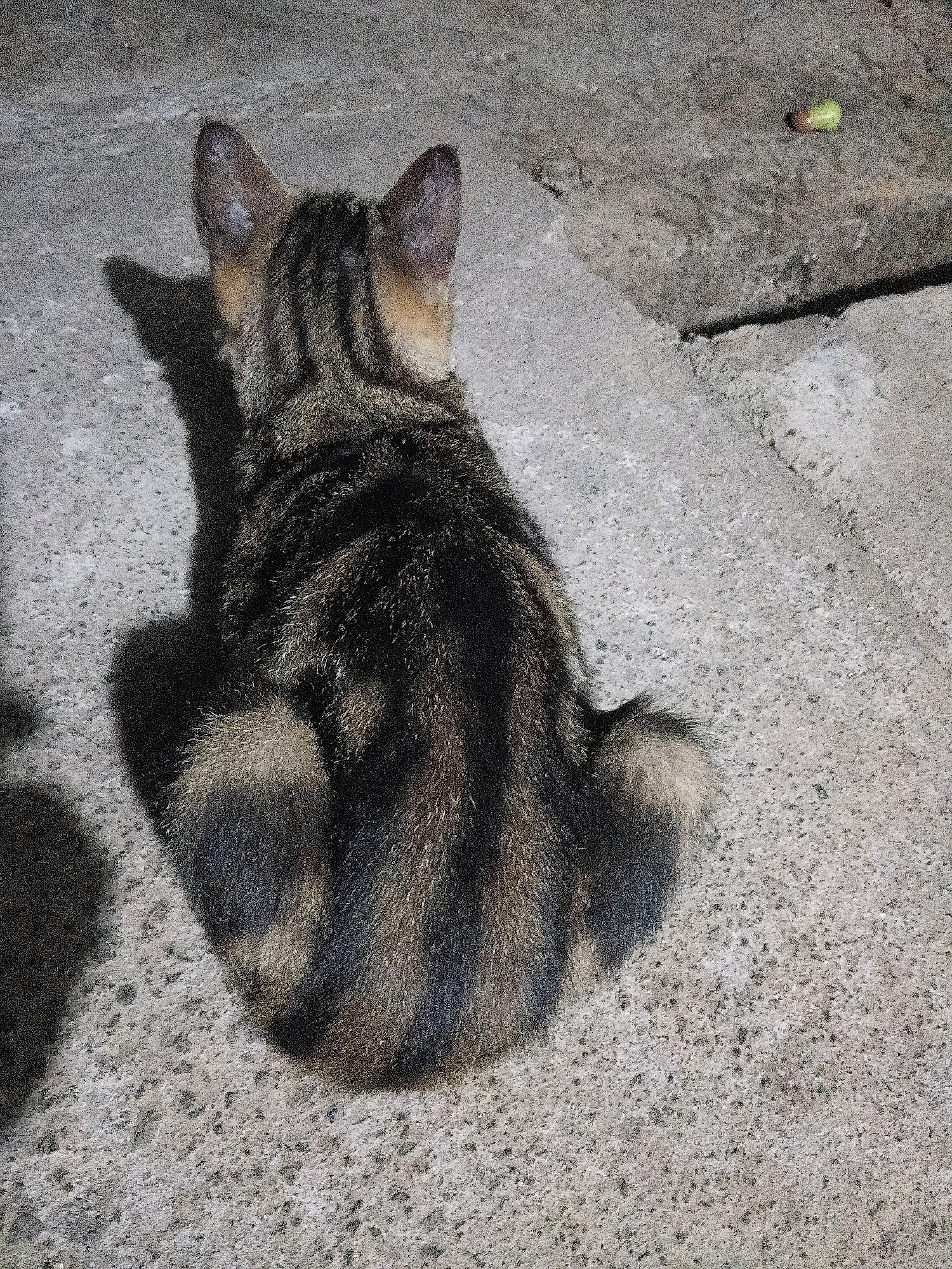 A tabby cat with dark stripes and lighter brown fur is sitting on a concrete surface. Its tail is curved around its hindquarters, and its ears are pointed upwards. The cat is facing away from the camera, casting a shadow to its left. The concrete surface appears to be part of a sidewalk or pathway, with some cracks and unevenness. In the upper right corner of the image, a small, light green object, possibly a piece of fruit or a pebble, is visible on the concrete. The overall lighting suggests it is nighttime or a dimly lit area. The image does not provide any information that would allow for determining a specific location in the city of Cikal, Indonesia.