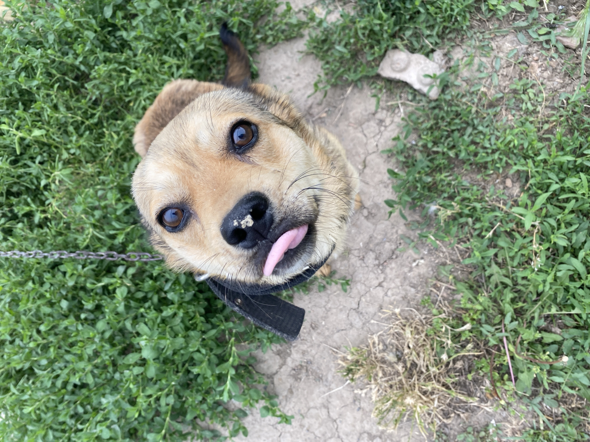 A medium shot, taken from a high angle, captures a dog looking up at the camera outdoors. The dog has light brown fur, dark brown eyes, and is wearing a black collar. Its tongue is sticking out, and its nose appears slightly dirty. The background is filled with lush green grass and dry, cracked dirt. A metal chain is visible in the upper left corner, attached to the dog's collar. The scene is situated in the city of Kisliakovskaya, Russia.