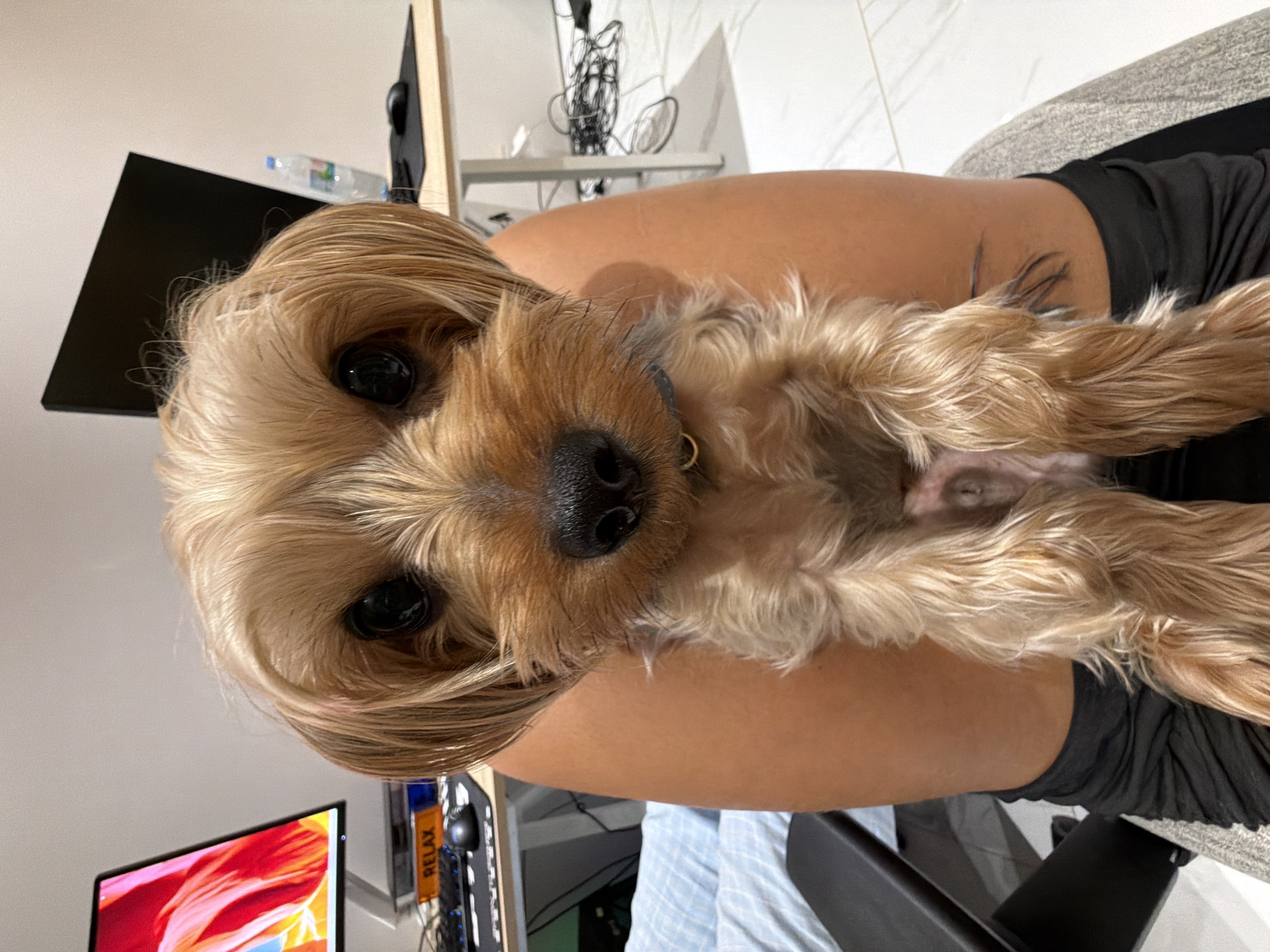 This is a close-up, vertical shot of a small, tan dog being held by a person. The dog has dark eyes, a black nose, and long, fluffy hair. It appears to be looking directly at the camera with a calm expression. The person holding the dog is wearing black athletic shorts. The background is somewhat blurred, but suggests an indoor setting with a desk area visible, including a computer monitor displaying a colorful abstract image, a keyboard, and a bottle of water on a shelf. There is also a glimpse of a white tiled floor. The overall lighting suggests it could be daytime or well-lit indoors. The scene appears to be in Thep Krasatti, Thailand. There is text visible on a small orange tag that reads "RELAX".