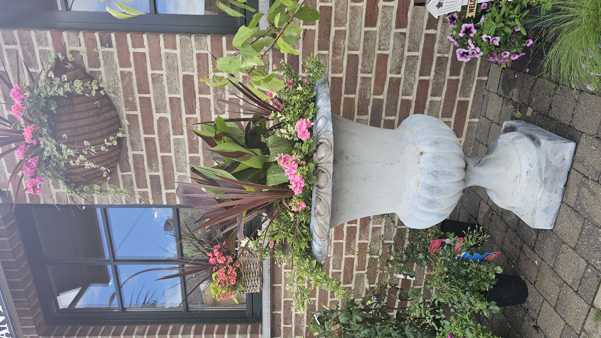 This media file captures a vibrant outdoor scene in Boussu-lez-Walcourt, Belgium, showcasing decorative planters against a brick building facade during what appears to be a clear daytime.
In the foreground, a large, ornate, light grey stone urn stands on a paved brick ground. It is filled with a variety of lush plants and flowers. Prominently featured are large, dark red/burgundy leafy plants, possibly Canna, providing a strong vertical element. Amongst these are clusters of bright pink flowers, resembling geraniums or pelargoniums, and delicate light green trailing foliage.
To the left, affixed to the brick wall, is a basket-style hanging planter, likely made of coir. This planter also displays vivid pink flowers and light green variegated trailing plants that cascade downwards. The wall itself is constructed of red-brown bricks. Below the hanging planter, a dark-framed window reflects the blue sky and some greenery, suggesting a clear day. Another small planter with orange-red flowers in a wicker basket is visible further down near the window.
On the ground to the right of the large urn, more plants are visible, including green grassy foliage and dark pink/purple petunia-like flowers in a pot, alongside several other potted plants in black nursery containers. A small white decorative sign, partially visible, reads "WELCO". Another partial text, "AN", can be seen on a dark surface to the far left.
The scene exudes a welcoming and well-maintained aesthetic, typical of a decorated home or garden setting.