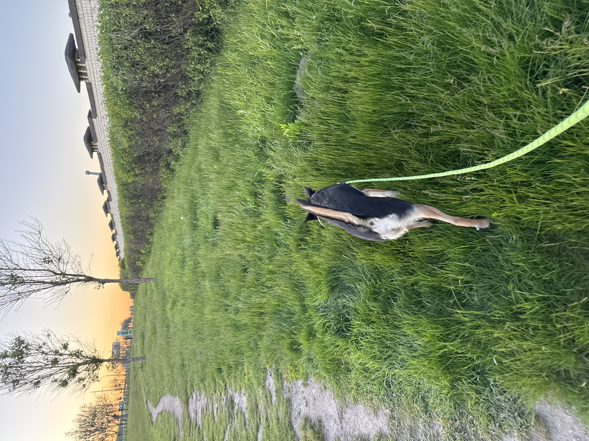 A German Shepherd dog is on a grassy area with a leash attached to its collar. The grass is long and green. In the background, there is a building with a fence. The sky is a pale blue and orange. The location is Minsk, Belarus. A barren tree is on the left.
