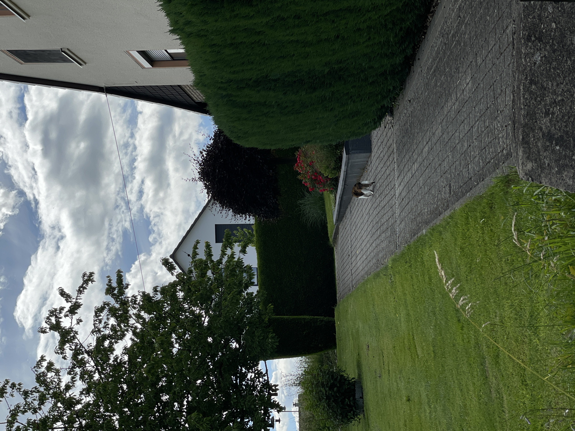 A cat with white, brown, and black fur walks away from the camera on a paved walkway in a residential area. The walkway is bordered by a well-maintained green lawn on the left and a tall, manicured evergreen hedge on the right. In the background, there are houses with white and beige exteriors, a dark-leafed tree, and red roses in a flower bed. The sky is filled with scattered white clouds.