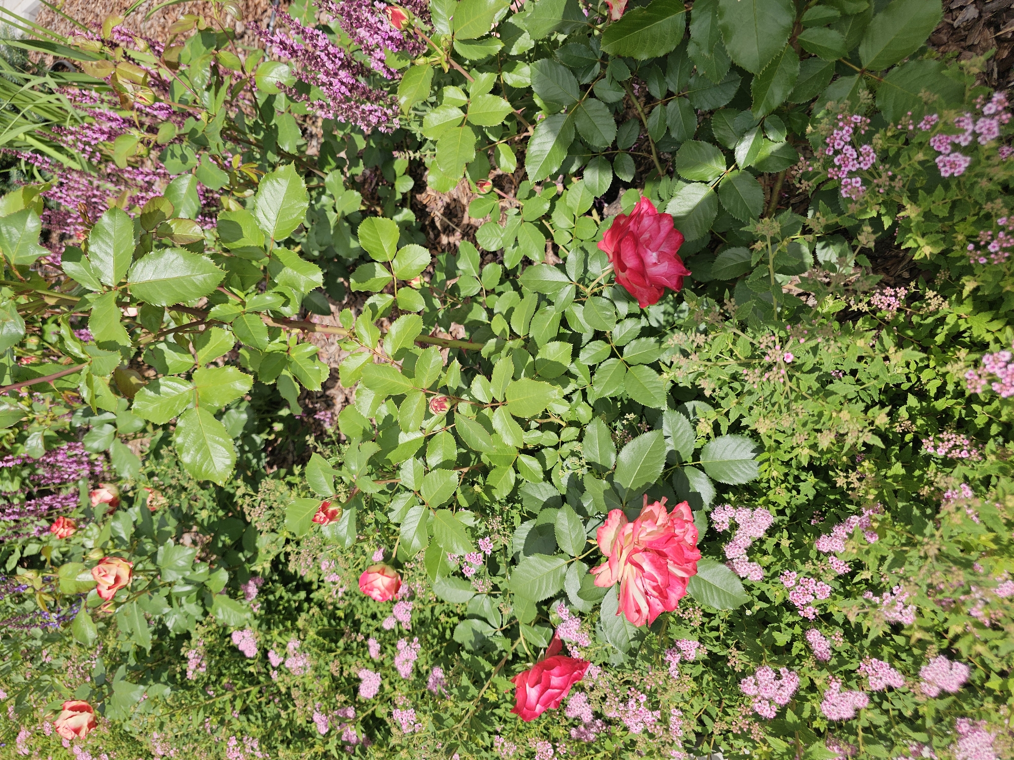 The image is a top-down view of a garden with several roses and smaller pink flowers. The roses are in various stages of bloom, with some fully open and others still buds. One prominent rose in the center is a deep red, while another to the lower right is a bicolor pink and yellow. Smaller clusters of delicate pink flowers are scattered throughout the scene, interspersed with lush green foliage and stems. The lighting suggests it is daytime, likely sunny given the highlights on the leaves and petals. The setting appears to be a garden in a natural outdoor environment, possibly Russia given the provided location context. There are no people or visible text in the image.
