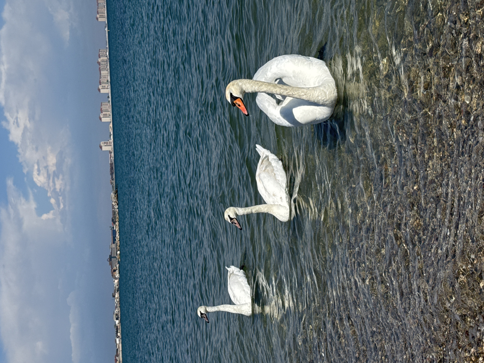 The image depicts three white swans swimming in shallow water near a shore on a sunny day. The water is clear enough to see the pebbles on the seabed near the edge. In the background, a cityscape is visible, indicating a location in the city of Yevpatoriya, Ukraine. The swans are the primary subjects; one is preening, while the other two appear to be swimming along. The environment includes the water, the pebble shore, the cityscape, and the blue sky with clouds.