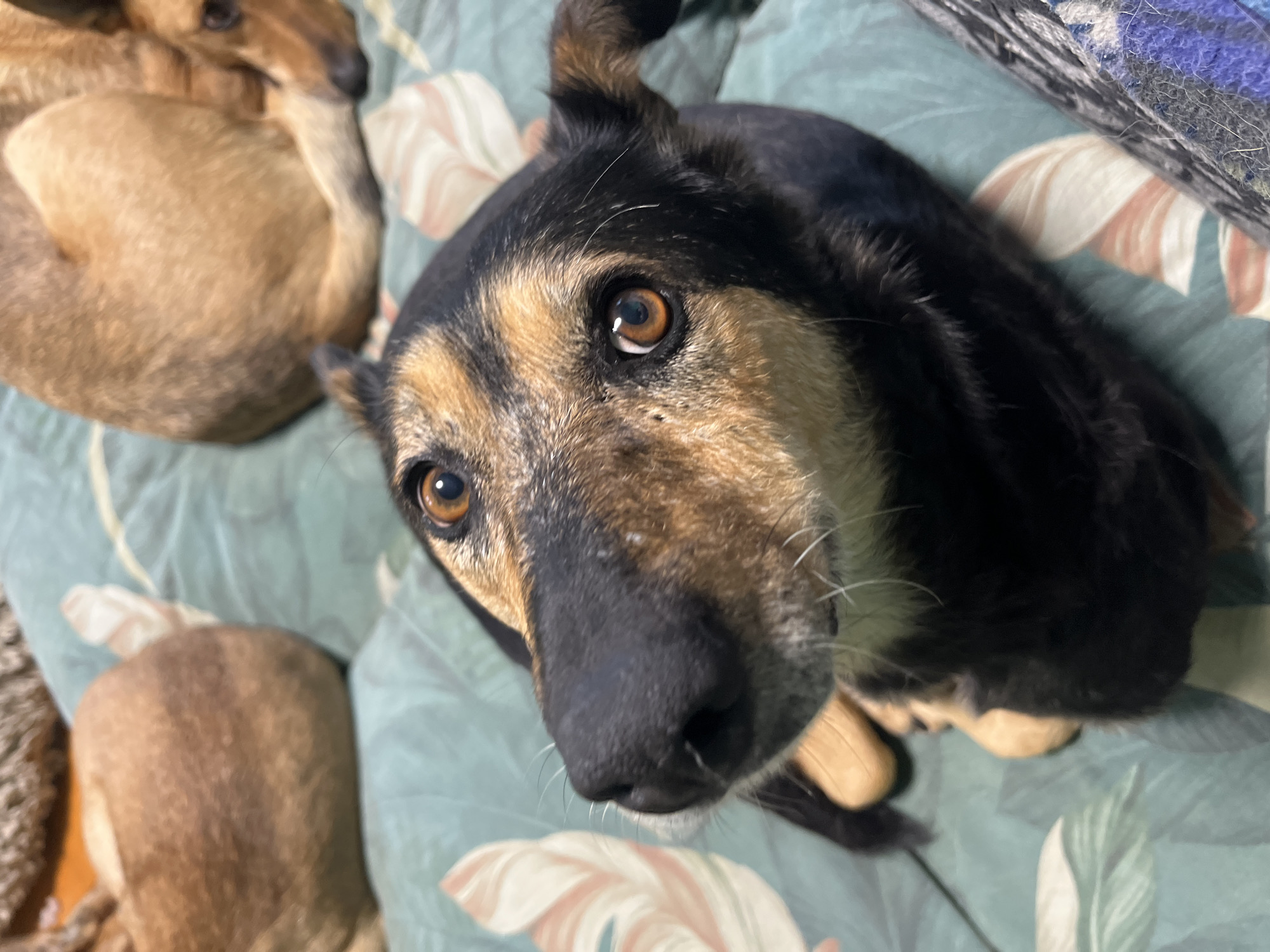 The image shows a close-up of a dog with brown and black fur. The dog is looking directly at the camera with its head tilted slightly. The background is a blurred green fabric with a leaf pattern. There are other dogs in the background, also appearing to be lying down. The scene is indoors. No information about the location in Nizhny Tagil, Russia is available in the image.