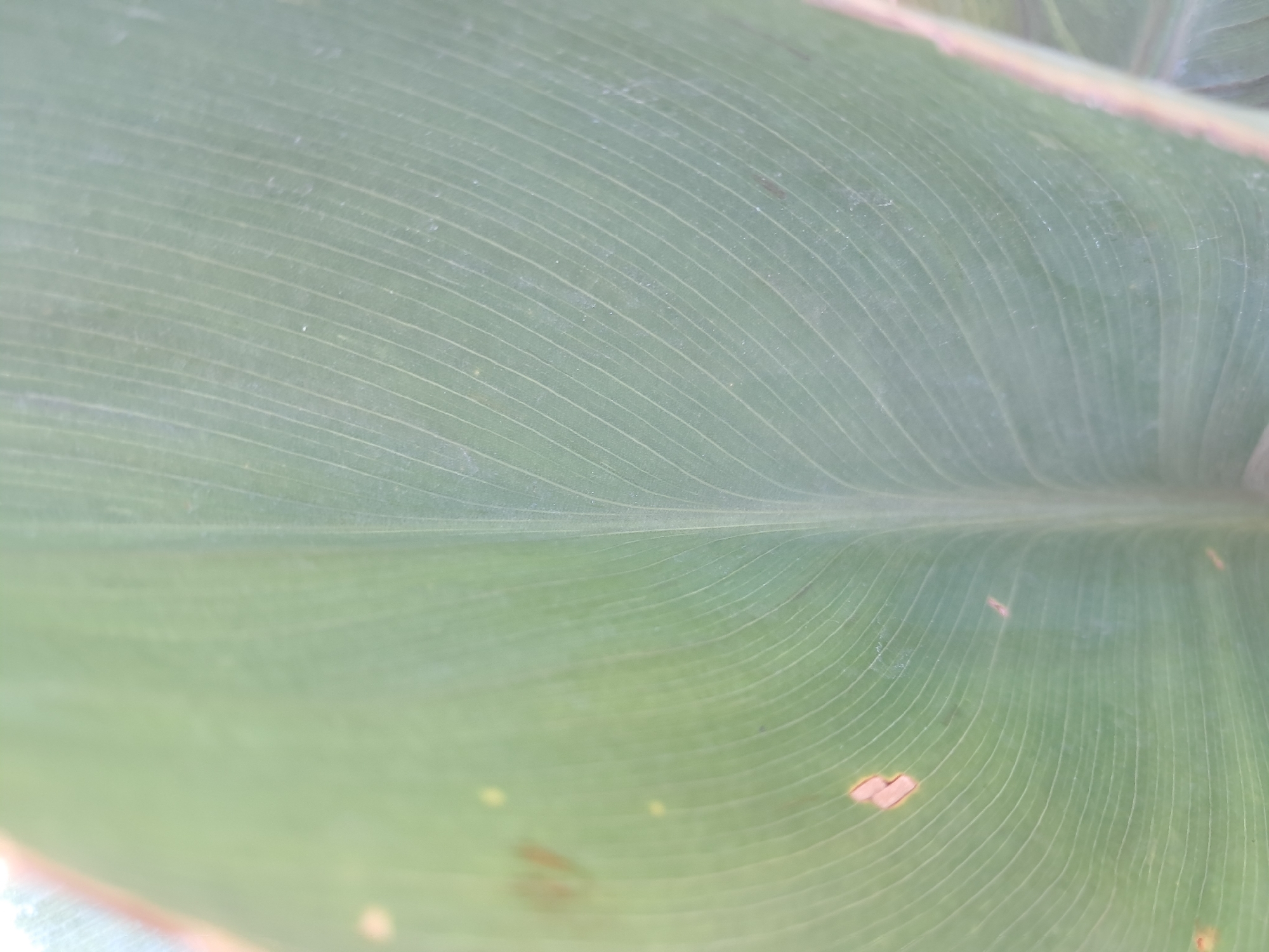 A close-up, macro photograph focuses on the intricate vein structure of a large, green leaf. The leaf occupies most of the frame, with its surface displaying a network of parallel, light-colored veins that run diagonally across the image. The texture of the leaf appears smooth, with a slight sheen. In some areas of the leaf, there are small, discolored spots, appearing as light brown or reddish patches, suggesting minor damage or age. The background is blurred and out of focus, with soft gradients of green and hints of light. The lighting is diffuse, creating a gentle illumination that highlights the leaf's details. This image was taken in Amygdaleonas, Greece.