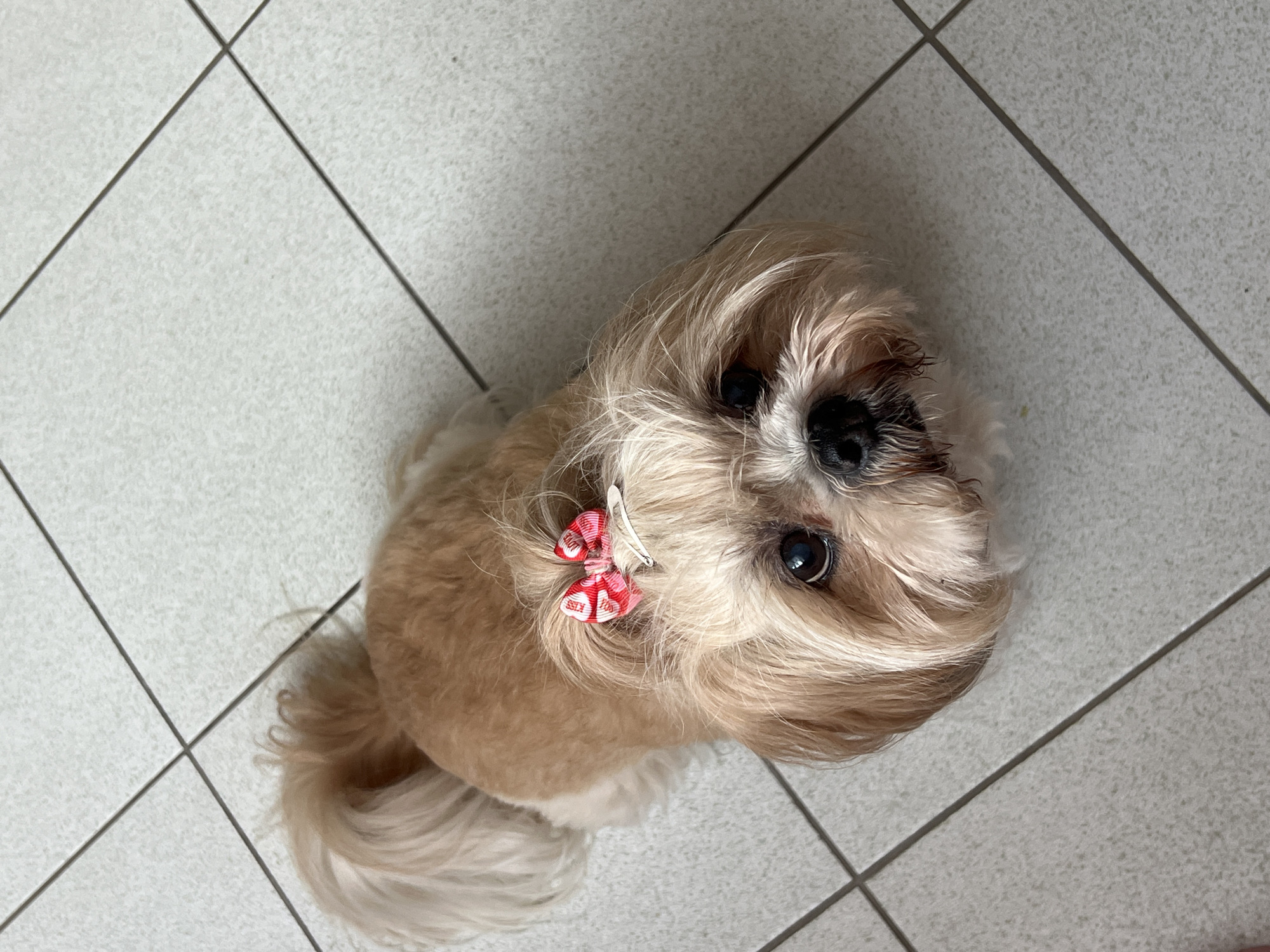 The image shows a Shih Tzu dog with a red and white bow on its head, lying on a tiled floor. The dog is light brown and white, with long fur. Its eyes are dark and appear to be looking directly at the camera. The floor is made of square, light-colored tiles with dark grout lines, creating a grid pattern. The lighting suggests an indoor environment. There are no people visible in the image, nor any other objects or details that would help determine the location in Białystok, Poland.