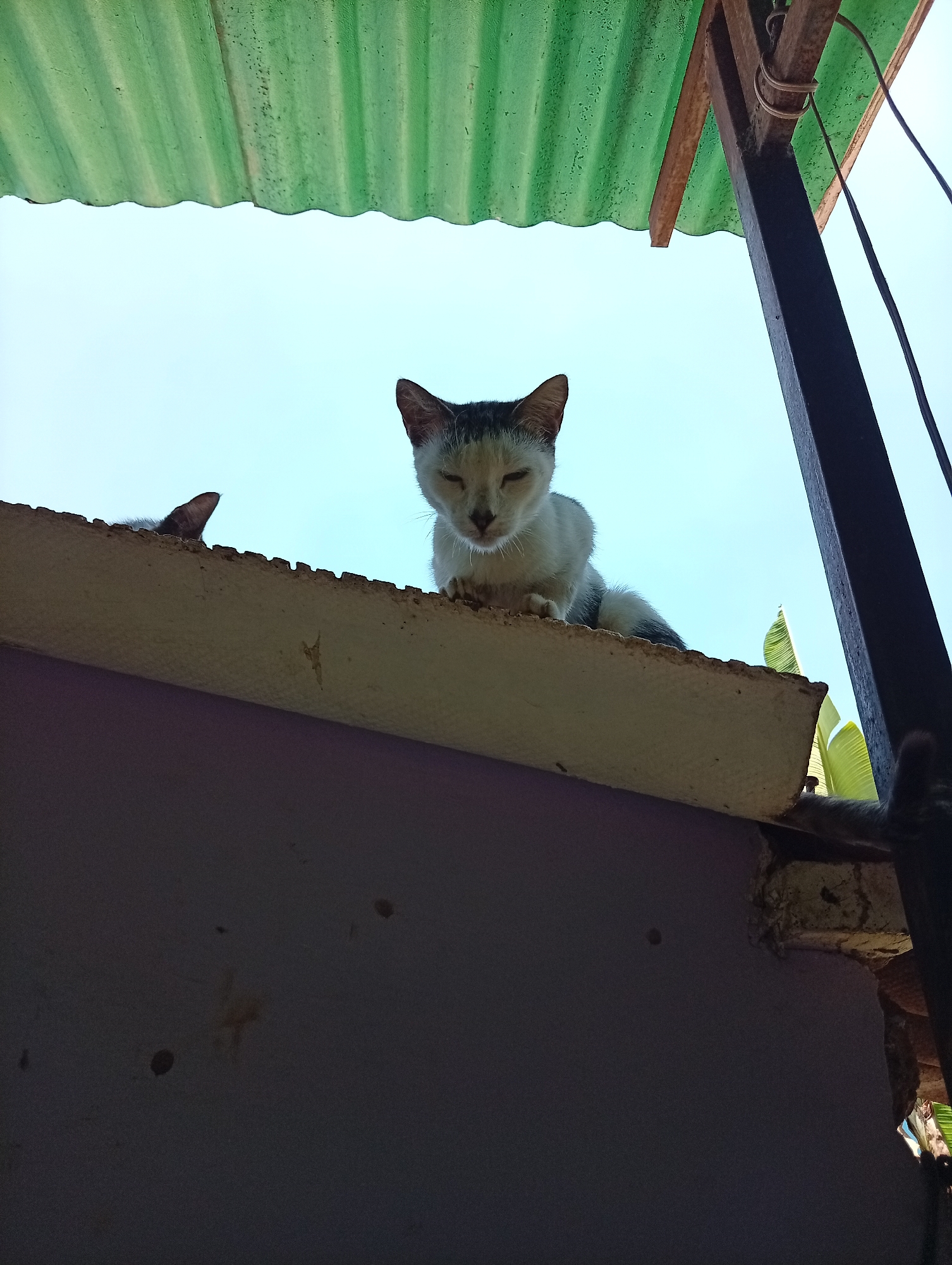 A low-angle shot depicts a white and gray cat perched on the edge of a building in Juan Griego, Venezuela. The building has a purple-colored wall with visible imperfections. Above the cat, a green corrugated metal roof is partially visible, along with a dark metal support structure. The sky is a light blue color. Another cat is partially visible, only showing its ear.