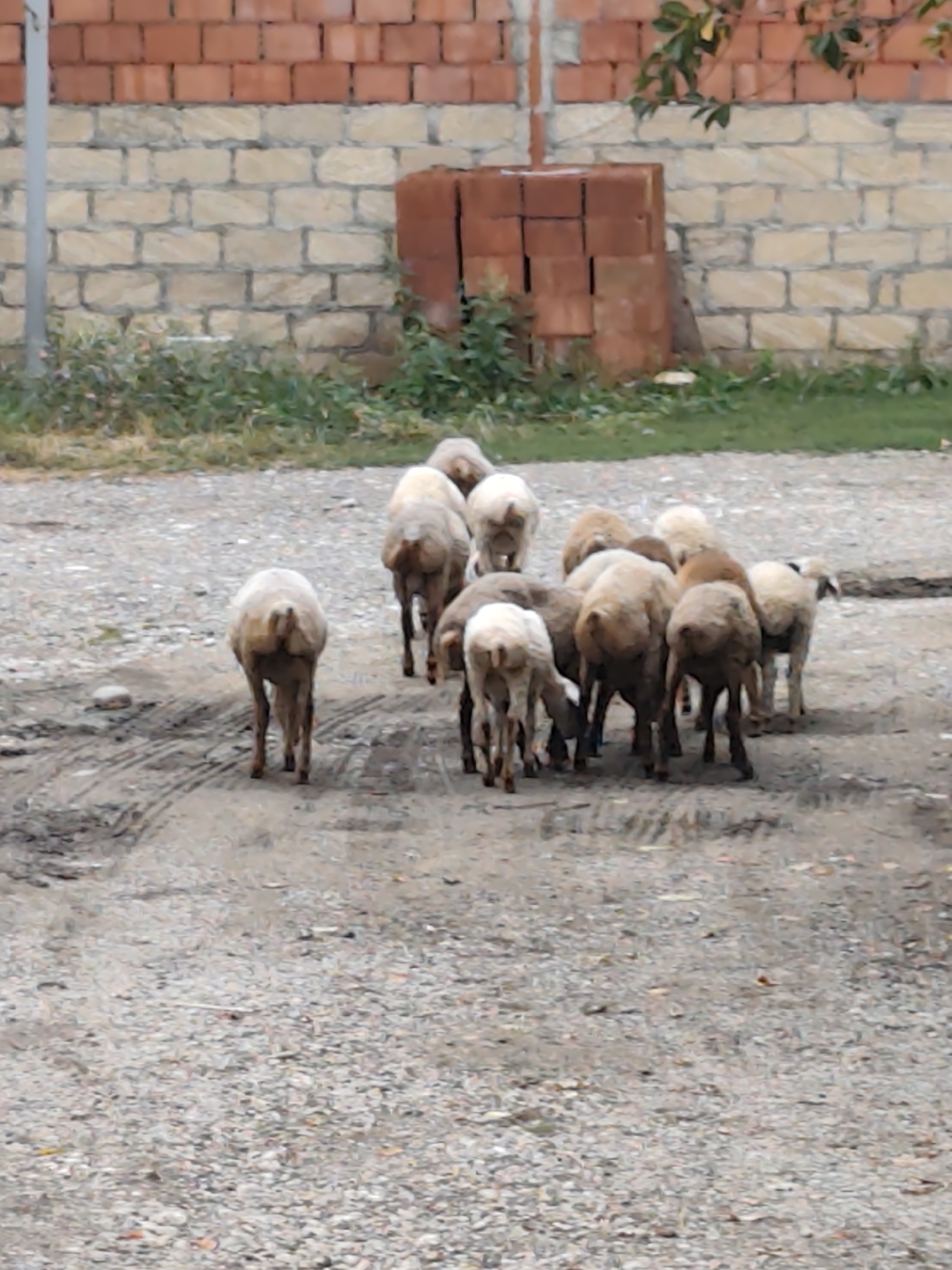 In Digah, Azerbaijan, a herd of approximately eleven sheep are gathered on a gravel and dirt path. The sheep, predominantly light brown and white in color, are facing away from the camera, with some grazing and others standing. The background features a brick wall, construction materials, and sparse greenery. The scene appears to be outdoors in a rural or semi-rural setting.