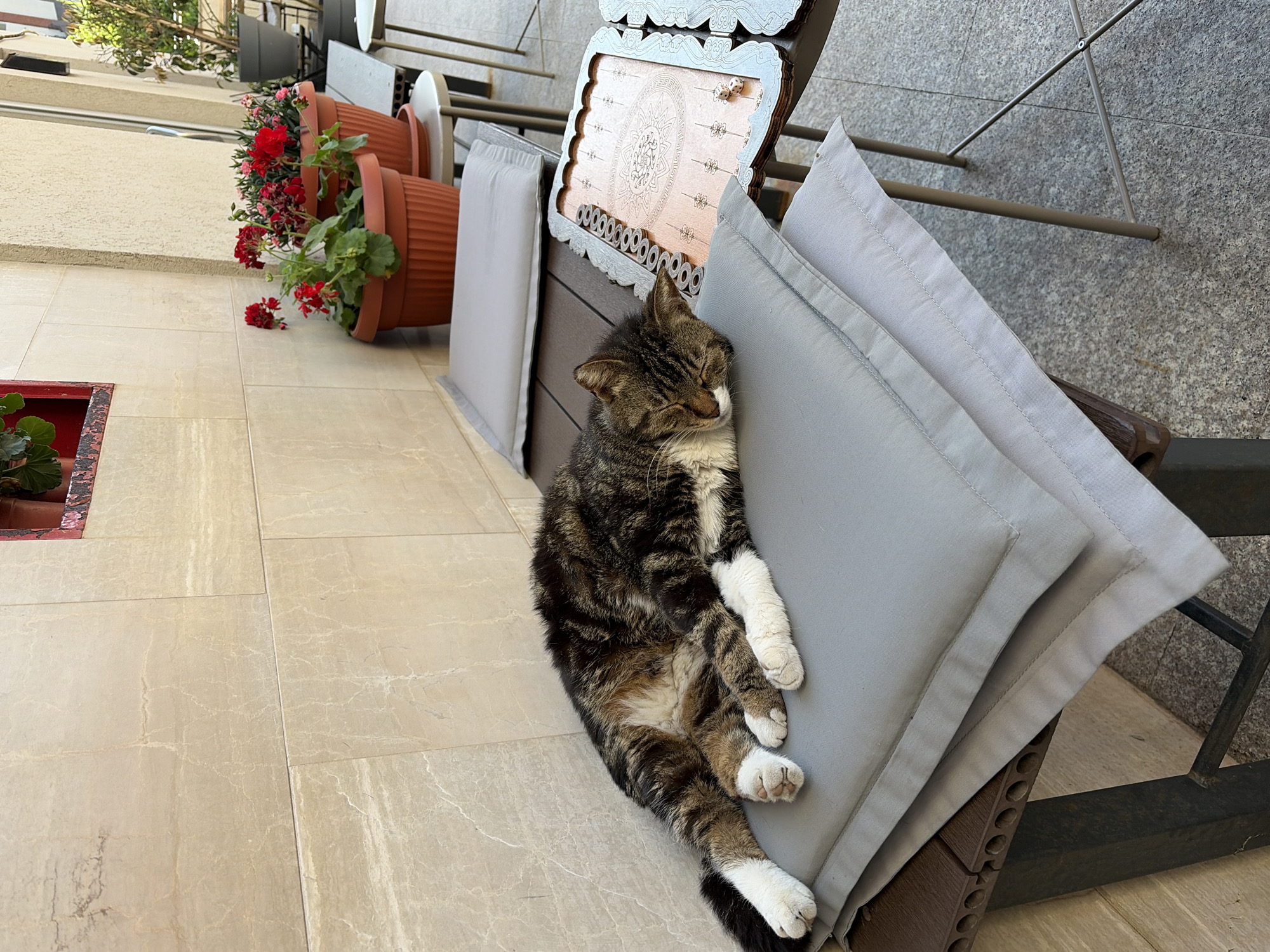 A cat sleeps on a stack of gray cushions on a chair on a balcony. The cat has brown tabby fur with white paws and belly. The chair is made of brown wood and metal. The balcony has beige tiled flooring and is decorated with potted plants with red flowers. The image was taken in Budva, Montenegro.